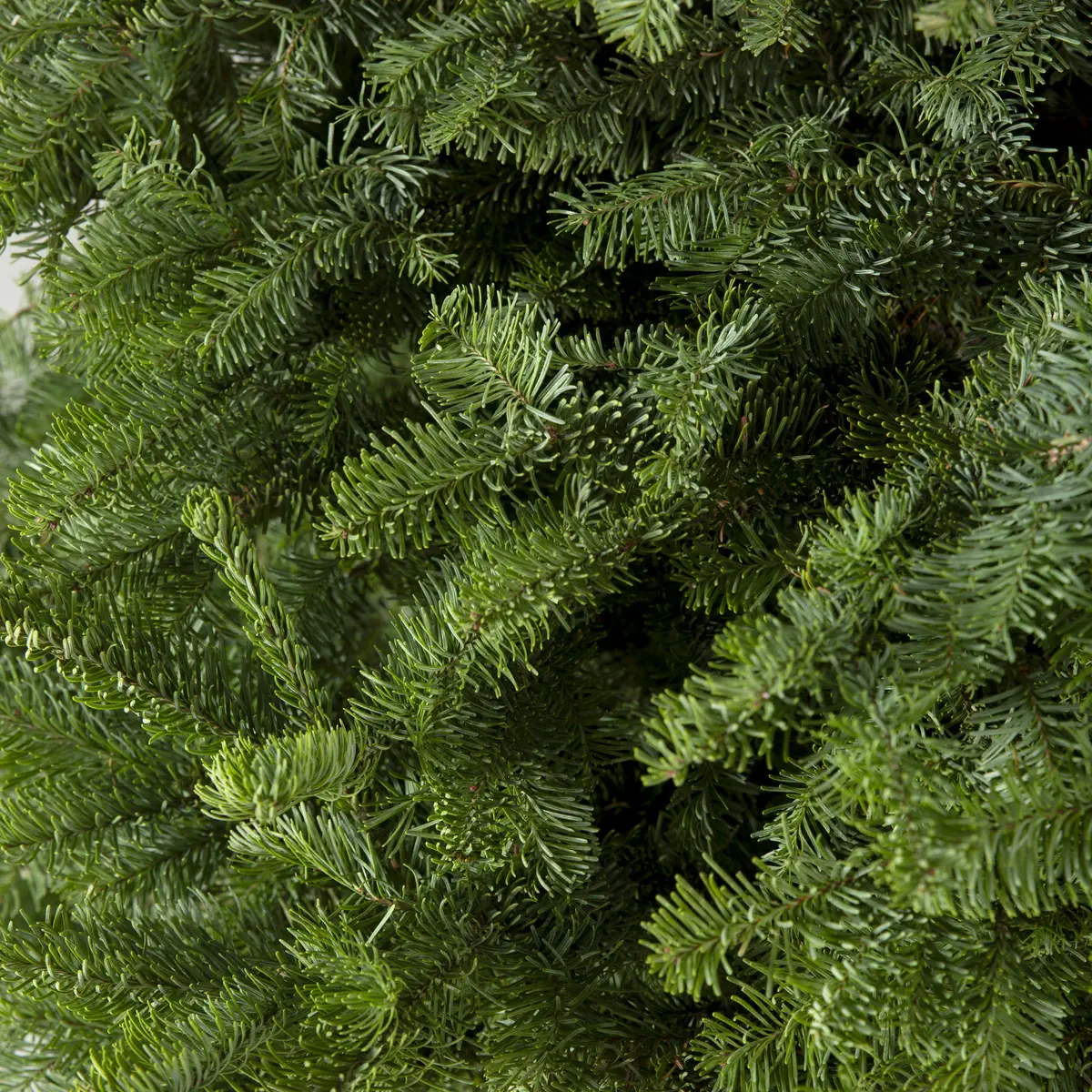 Abies Nordmanniana Fresh Christmas Tree (6-7 ft)