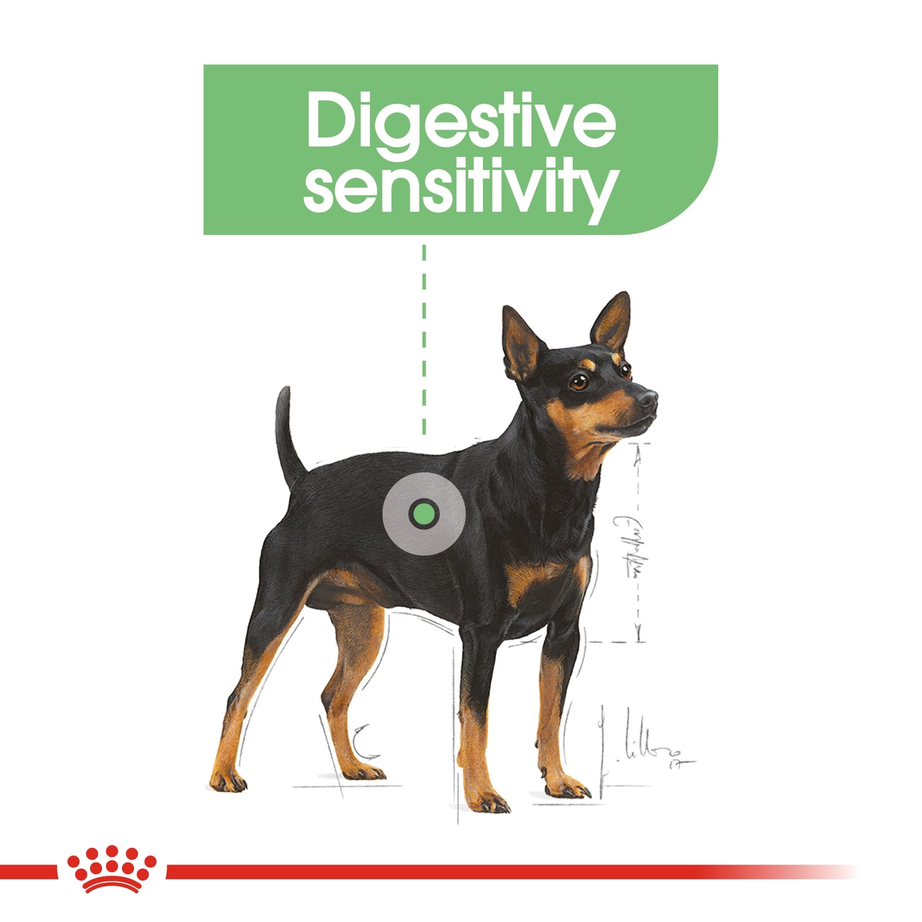 Royal Canin Canine Care Nutrition Digestive Care Dry Dog Food (Mini Adult Dogs, 3 kg)