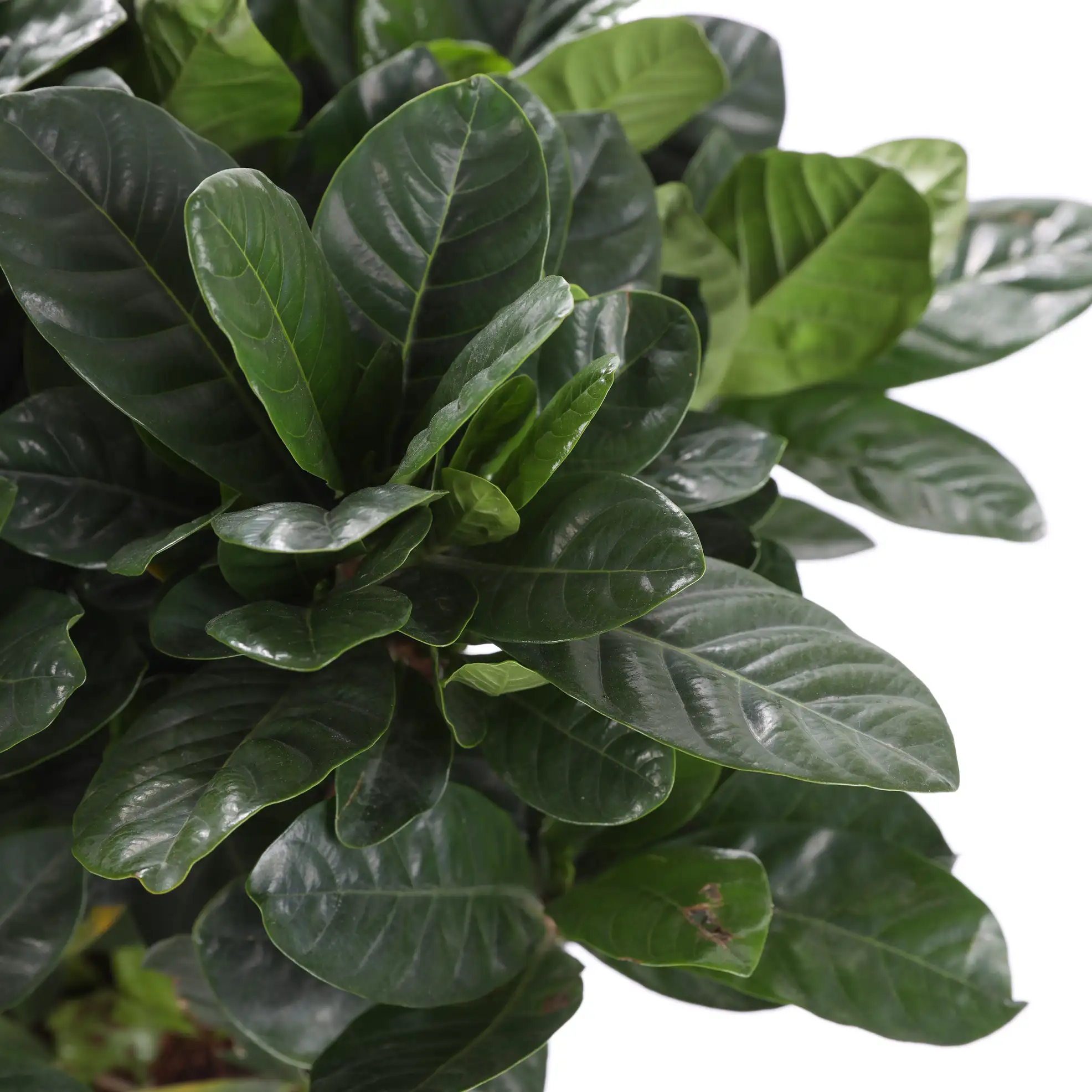 Large Leaf Gardenia Star Live Outdoor Plant W/Nursery Pot