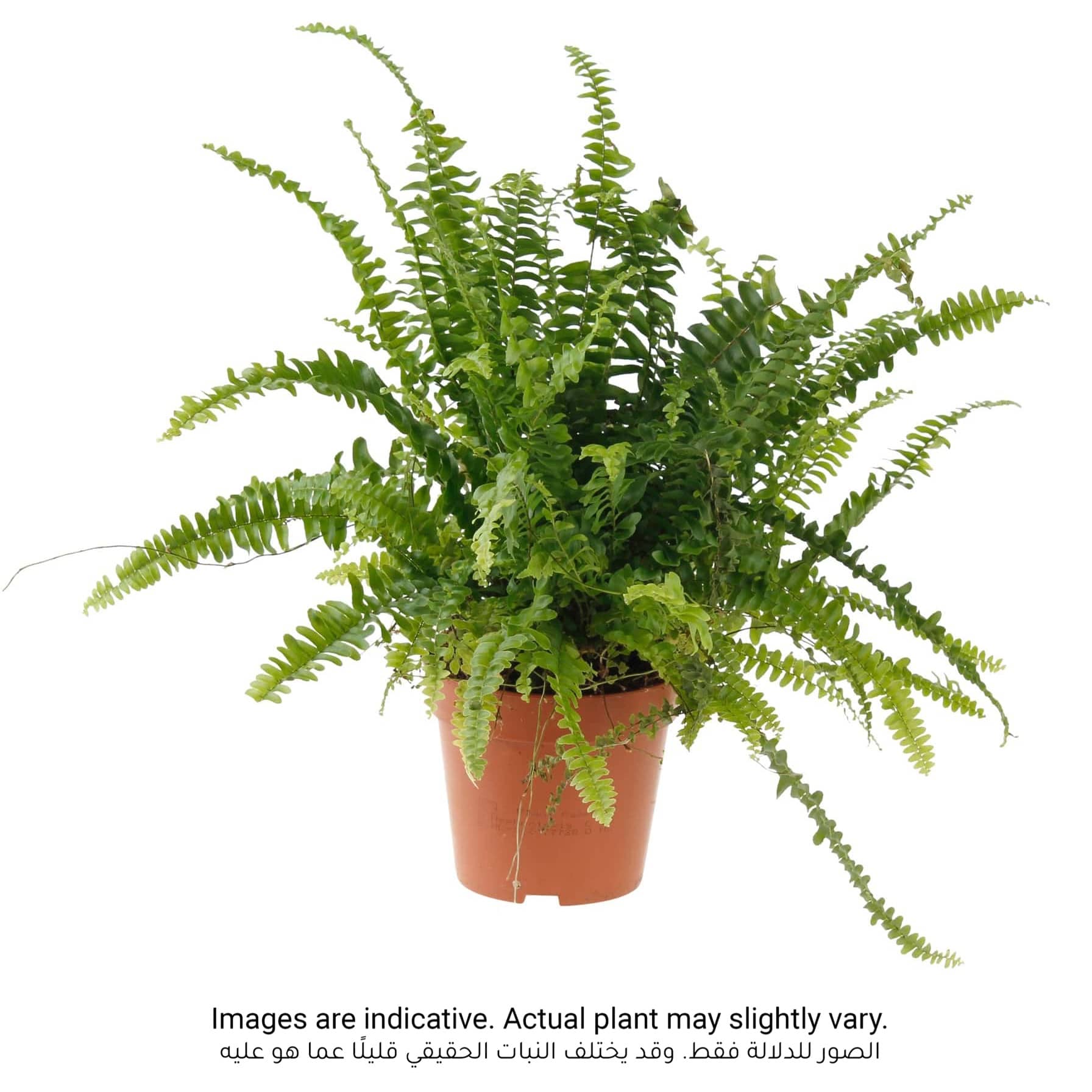 Nephrolepis Plant (10 x 10 x 40 cm)