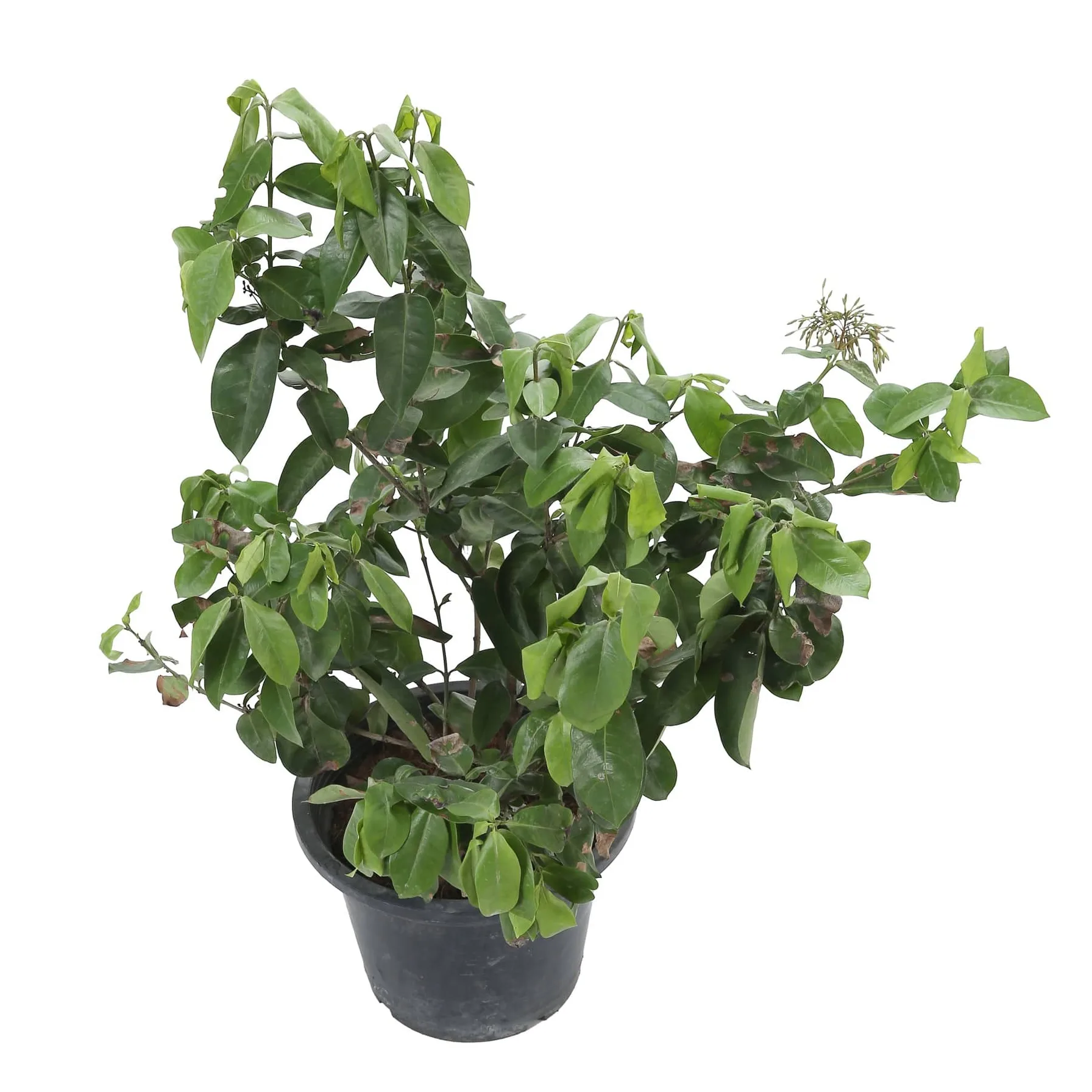 Ixora Live Plant W/Plastic Pot