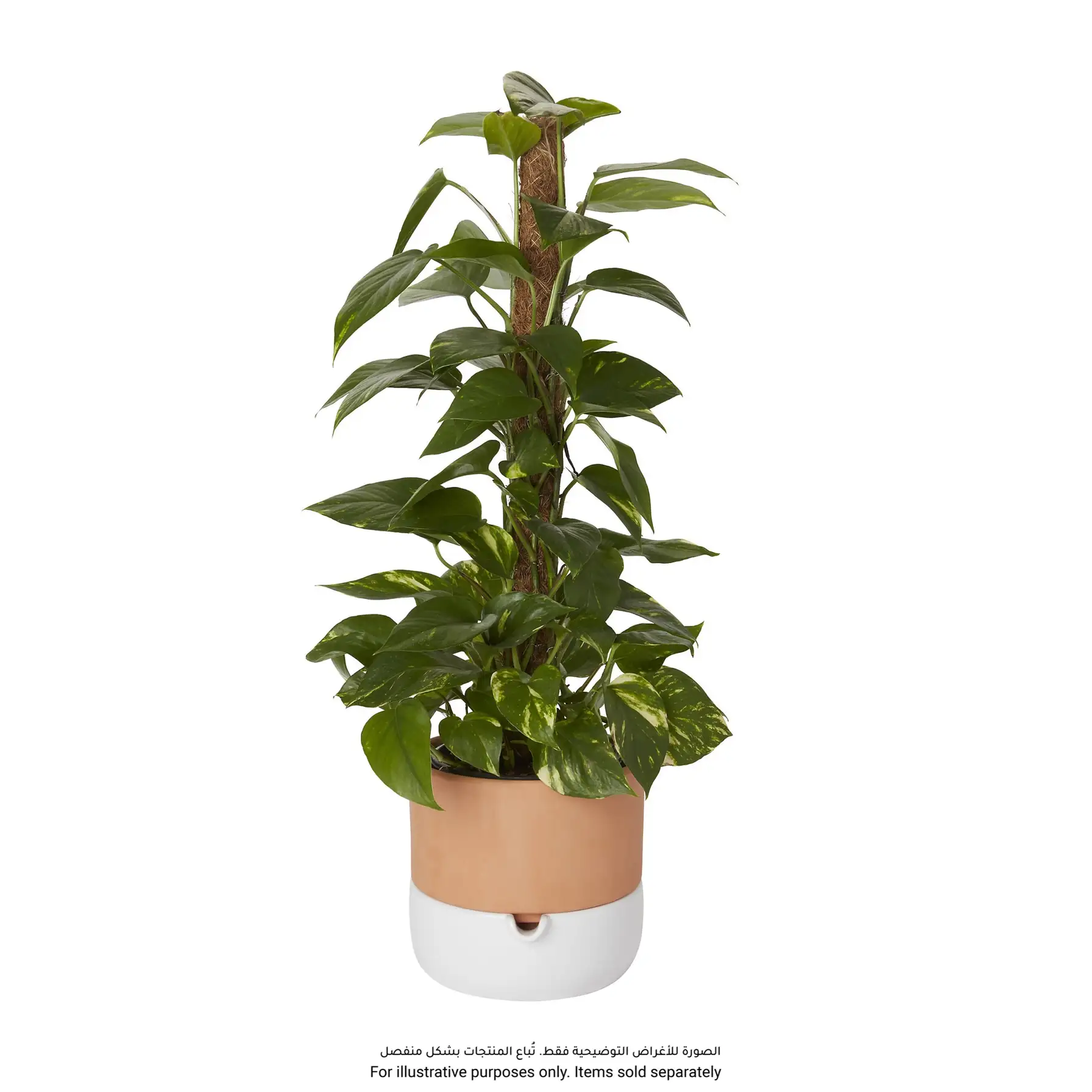 Terracotta Circular Plant Pot W/Saucer (22.8 x 20.5 cm, Multicolor)