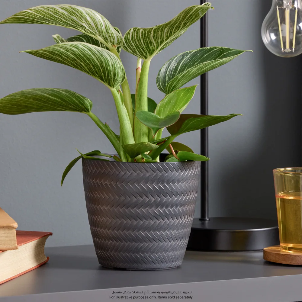 Verve Rattan Effect Oval Plastic Pot (13 cm, Black)