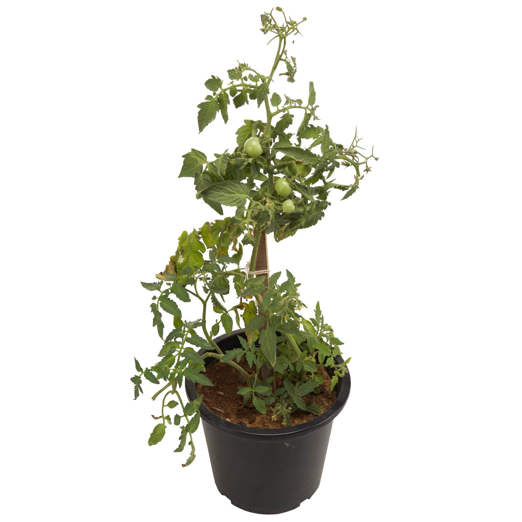 Tomato Plant