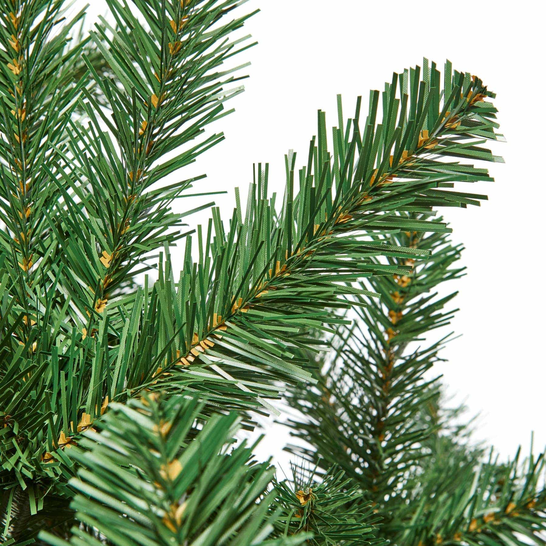 North Cote Pine Tree (2.1 m) 