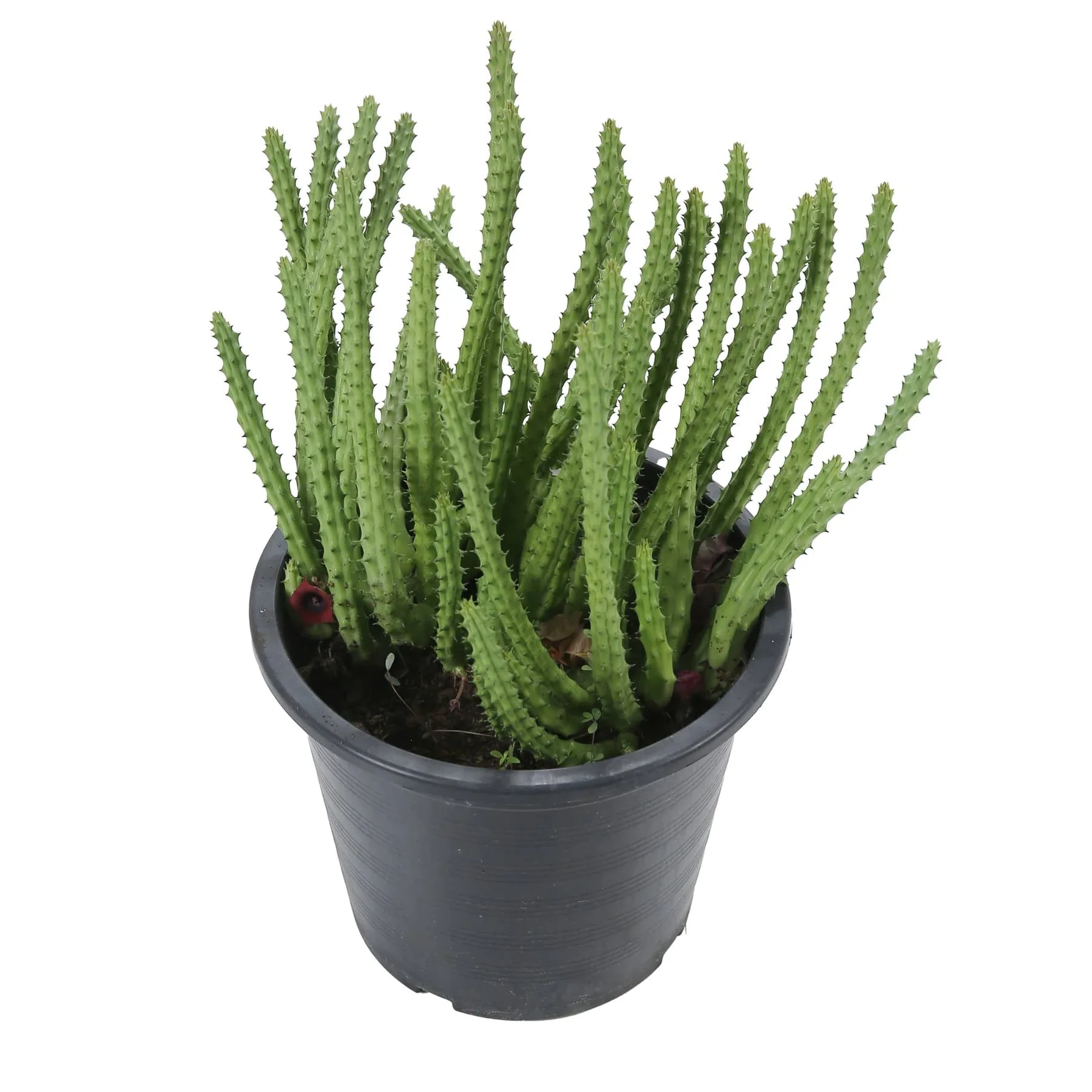 Live Cactus Plant