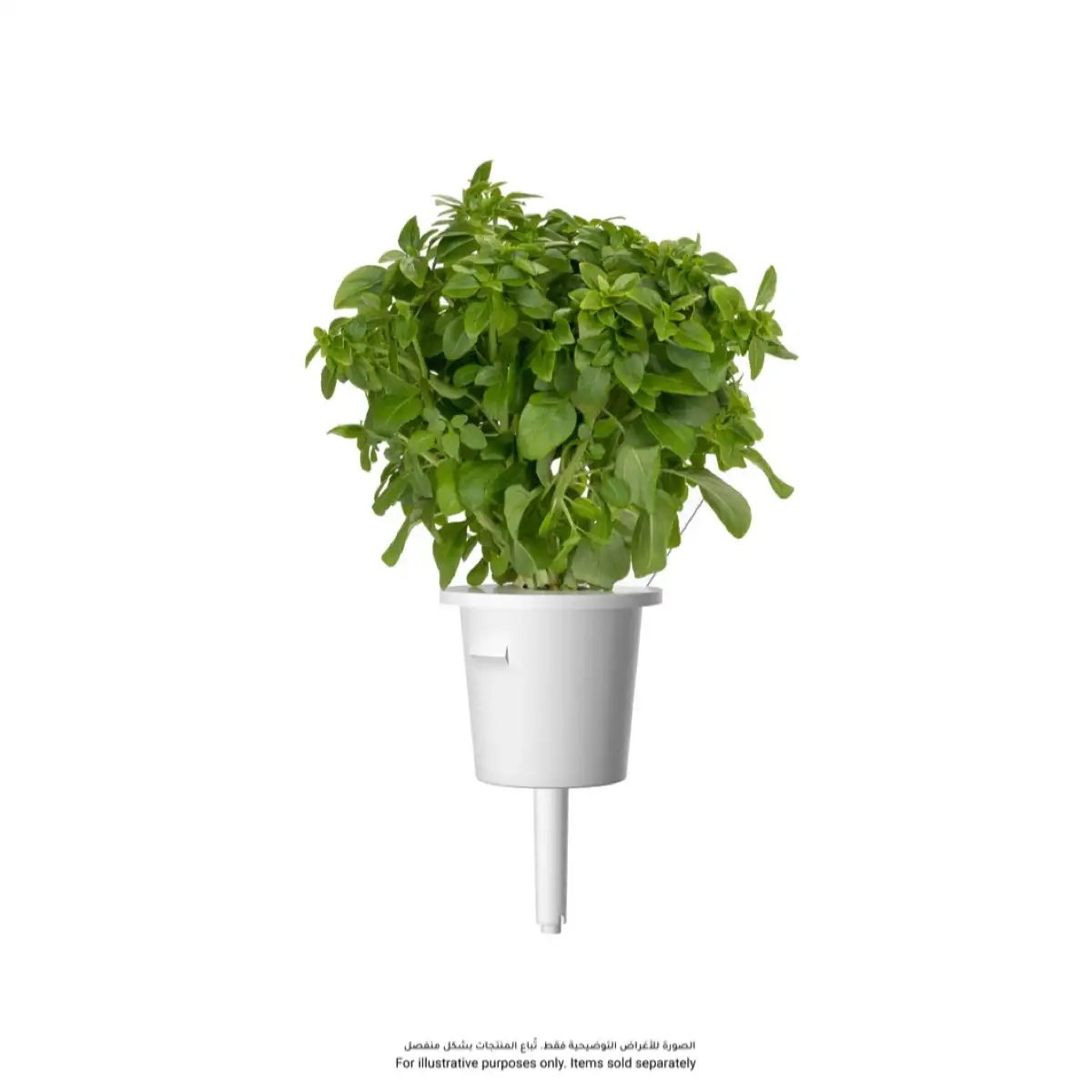 Click & Grow Dwarf Basil Plant pod (3 Pc.) 