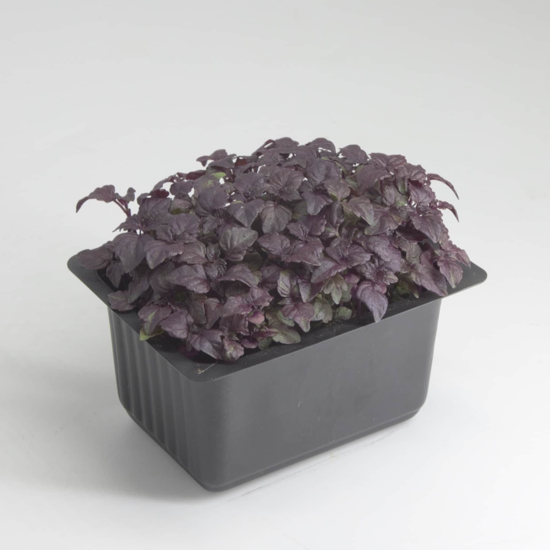 Growhub Microgreen Purple Shiso Seeds Pack 
