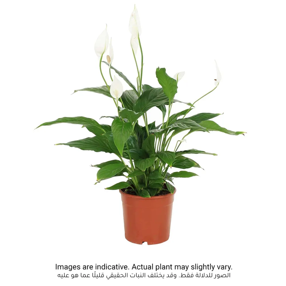 ID Spathiphyllum Peace Lily Plant (70 cm)