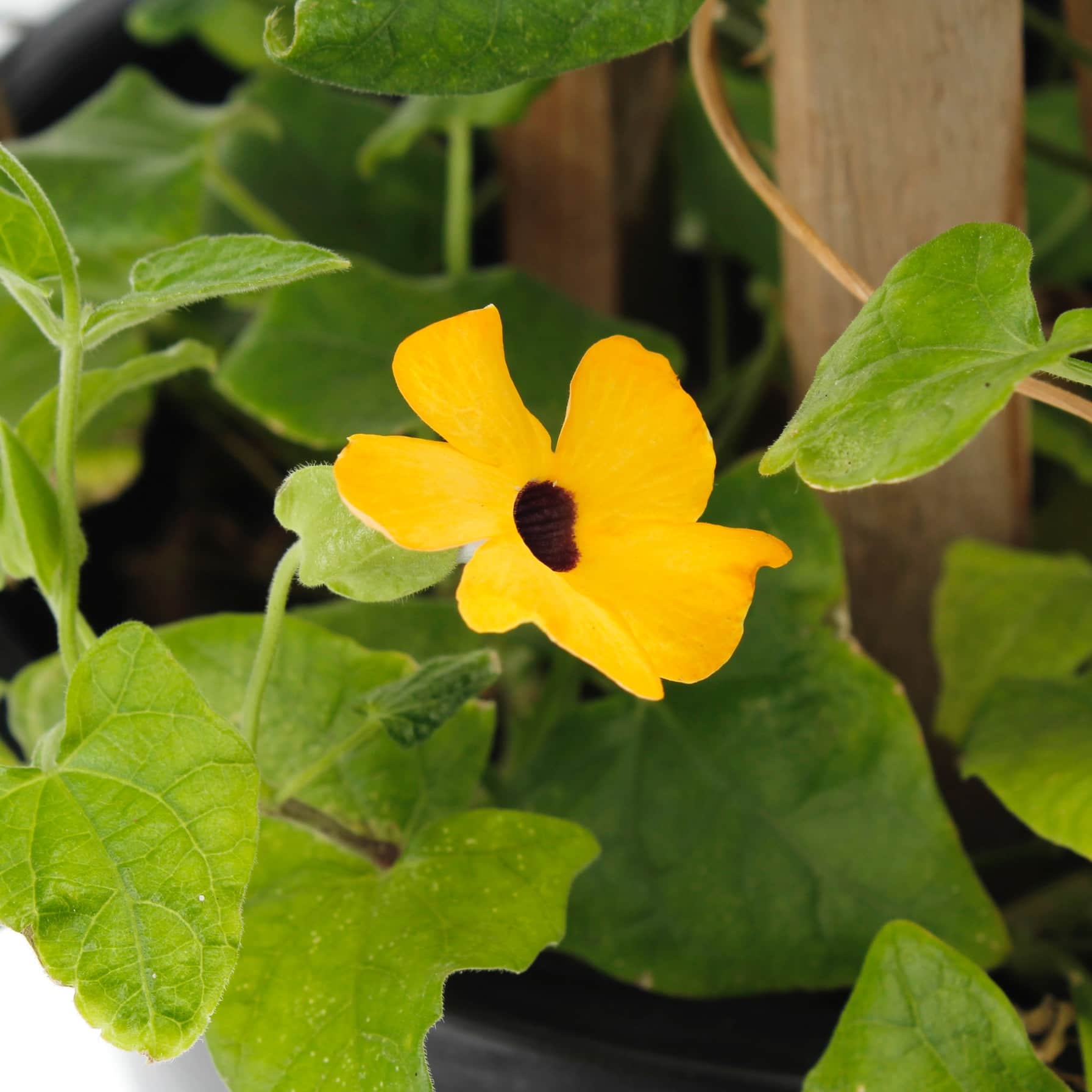 Thunbergia Plant