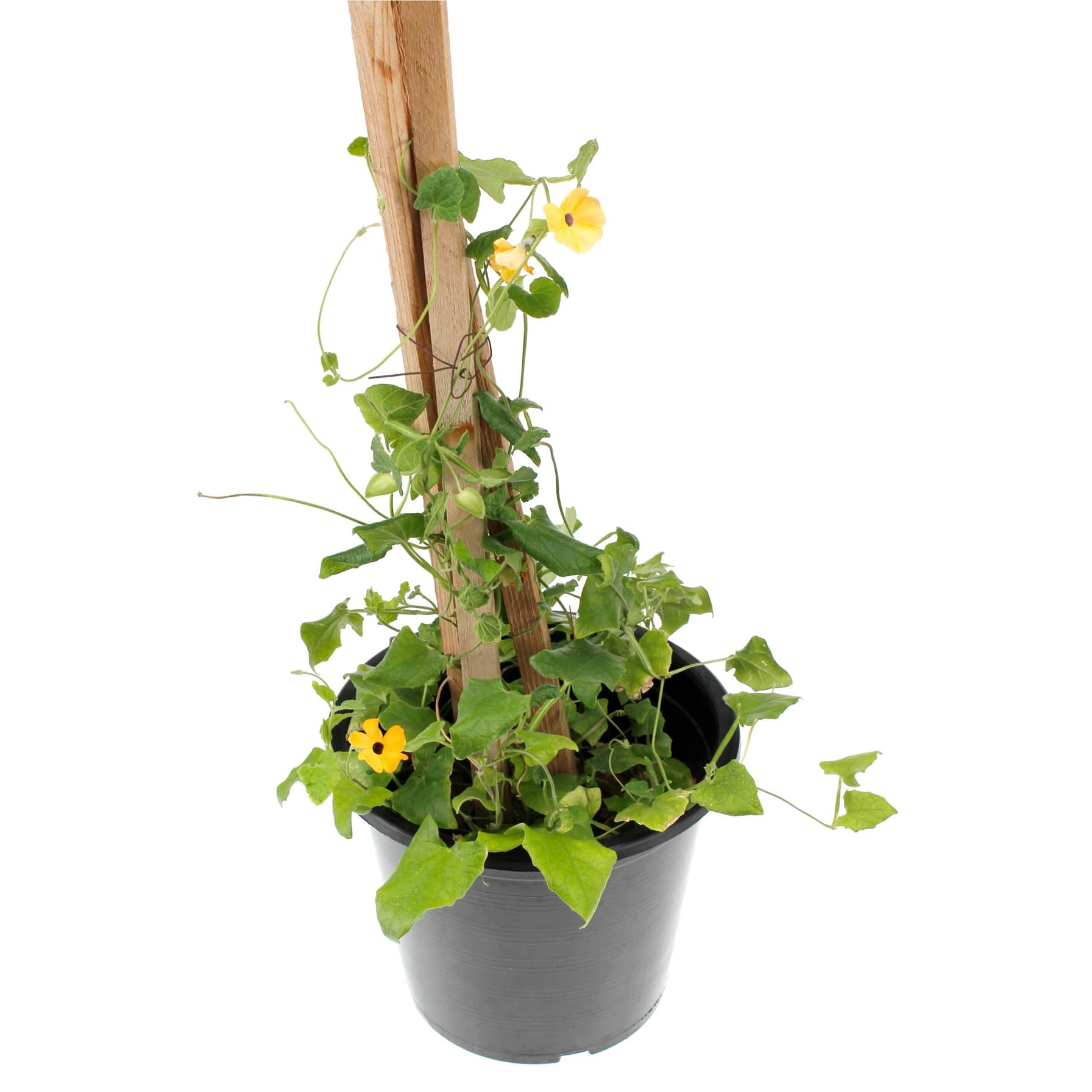 Thunbergia Plant