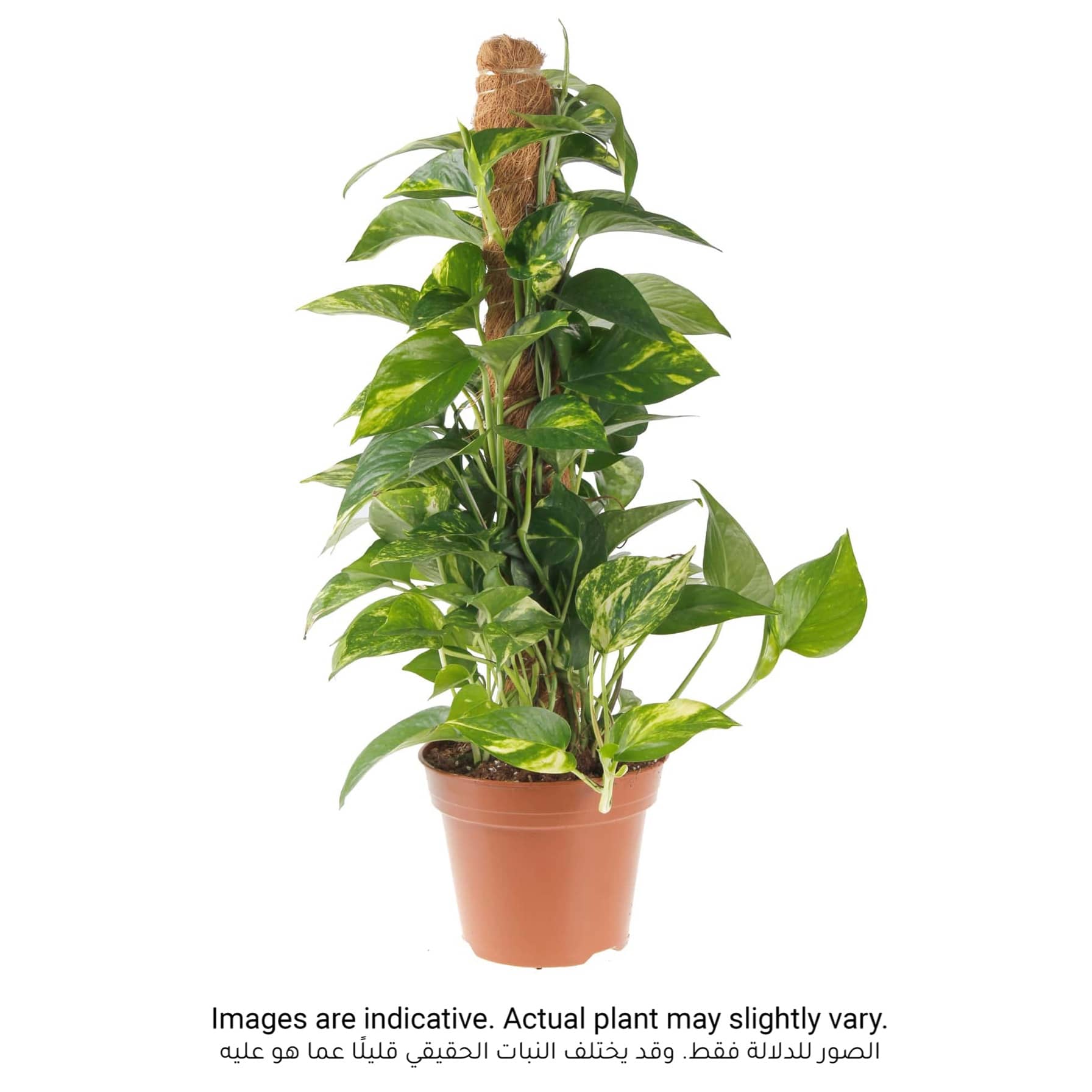 Money Plant Scindapsus (50 cm)