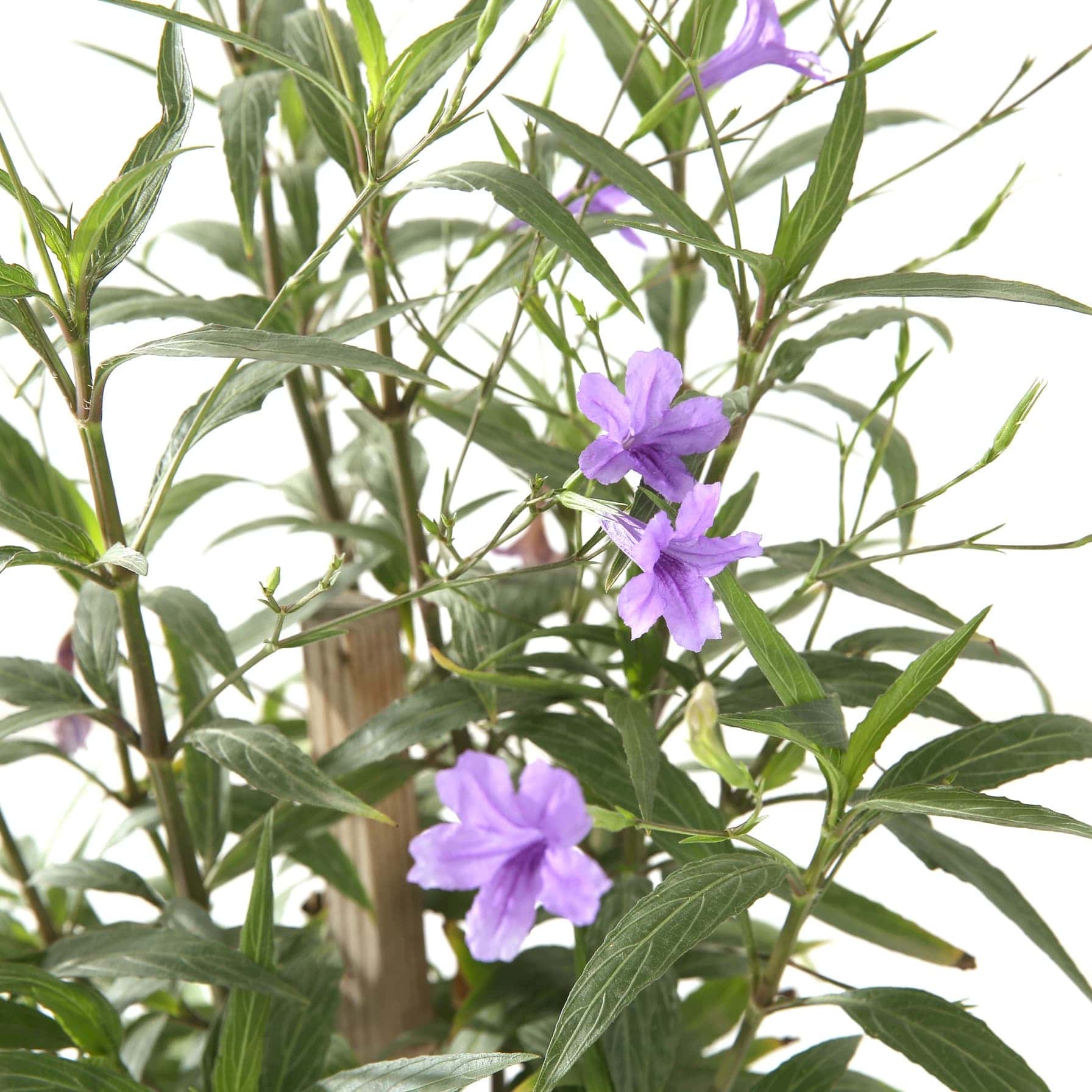Ruellia Outdoor Plant