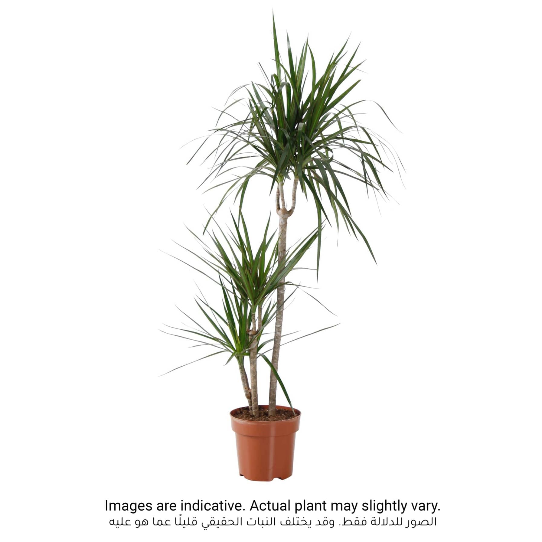 Red-edge Dracaena Marginata 3 Step Plant (18 x 20 x 120 cm)