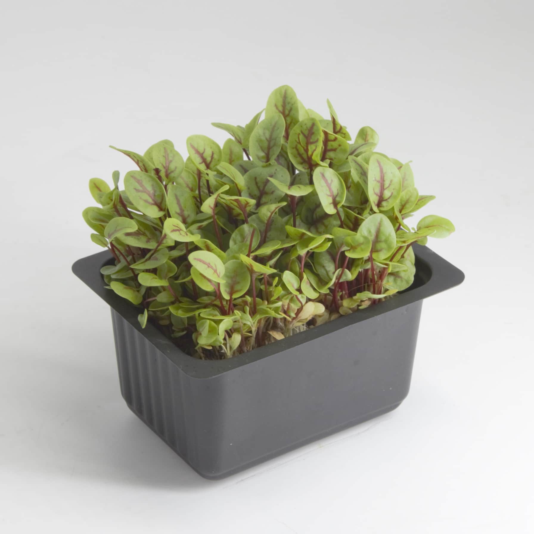 Growhub Microgreen Red Veined Sorrel Seeds Pack 