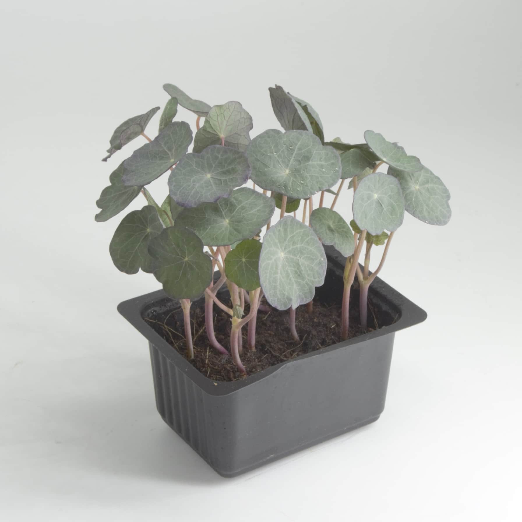 Growhub Microgreen Nasturtium Seeds Pack