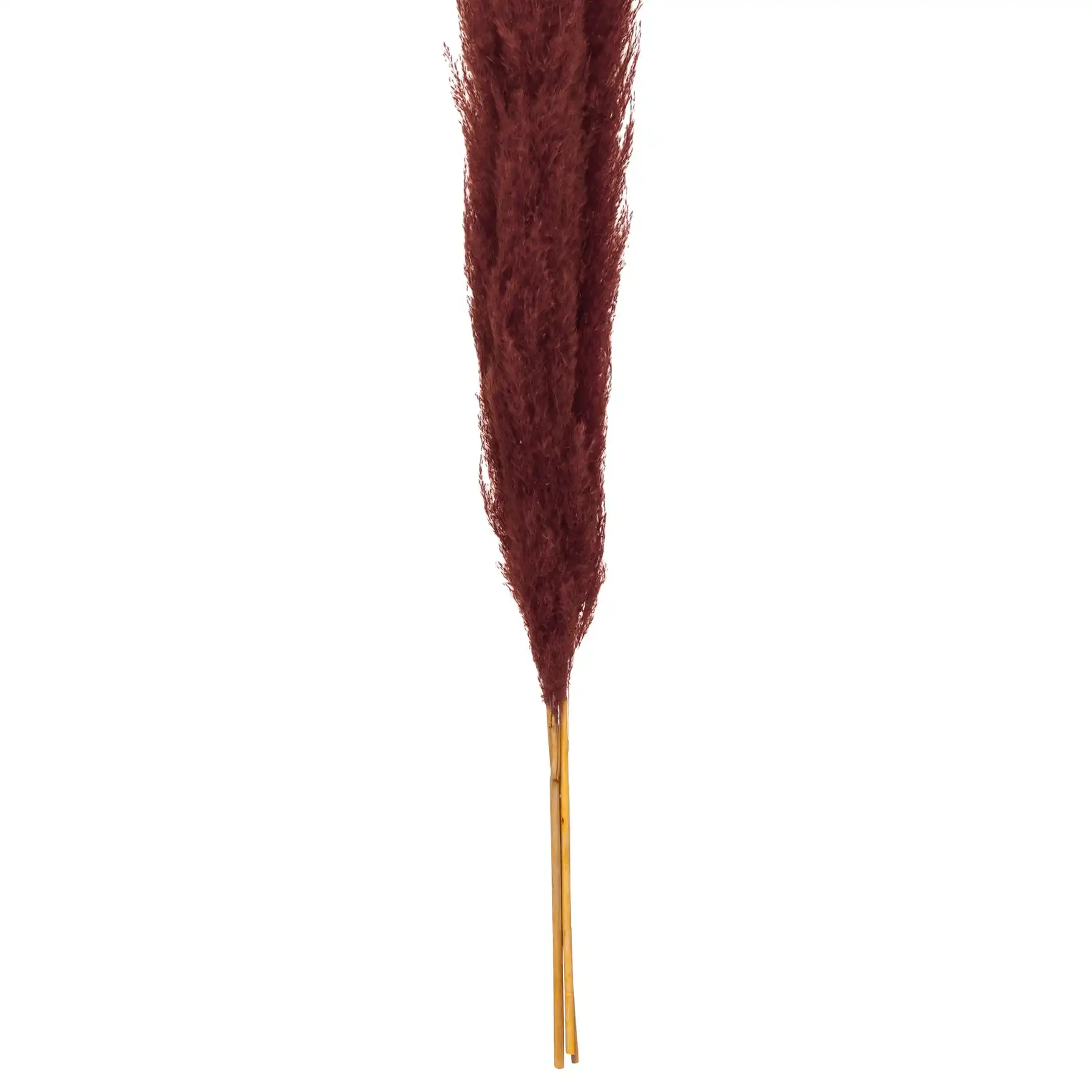 Atmosphera Dried Pampas Décor (3 Pc., Ruby Red)