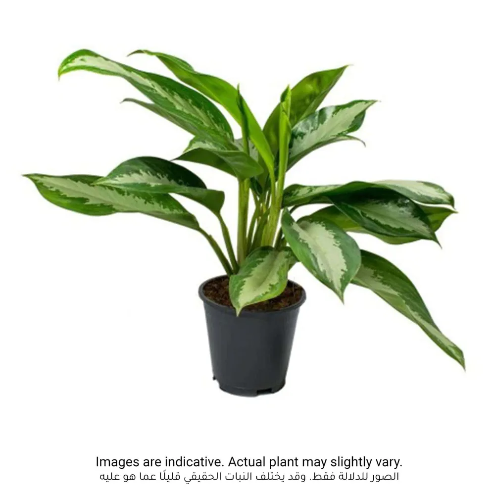 Aglaonema Pattaya Beauty Plant (40 cm)