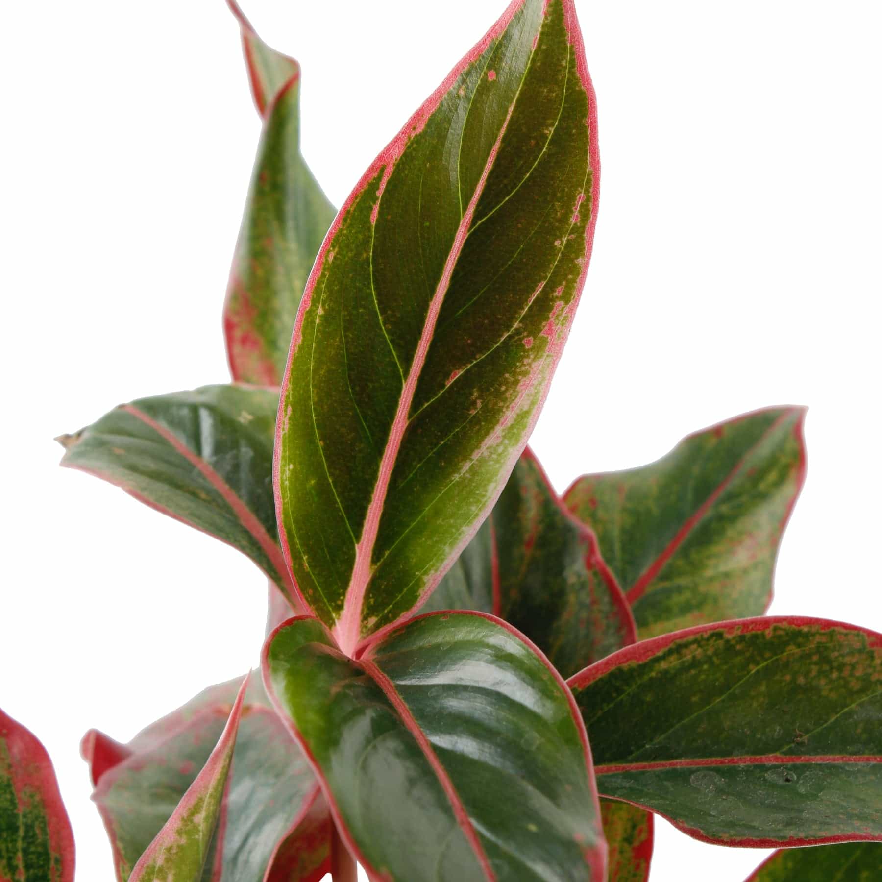 Aglaonema Red Indoor Plant (40 cm)
