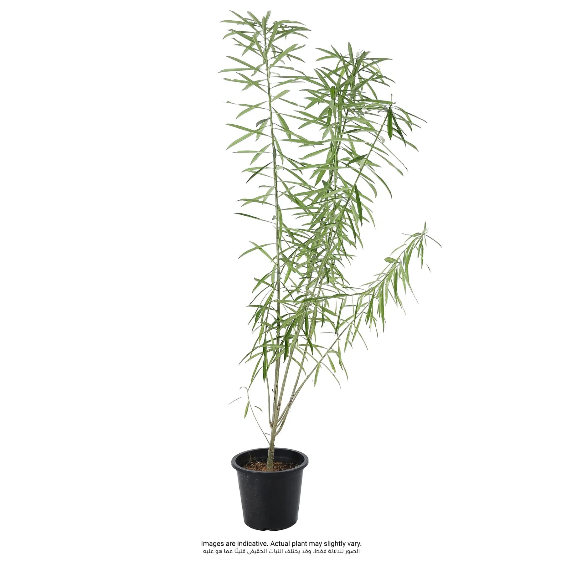 Thevetia Live Plant