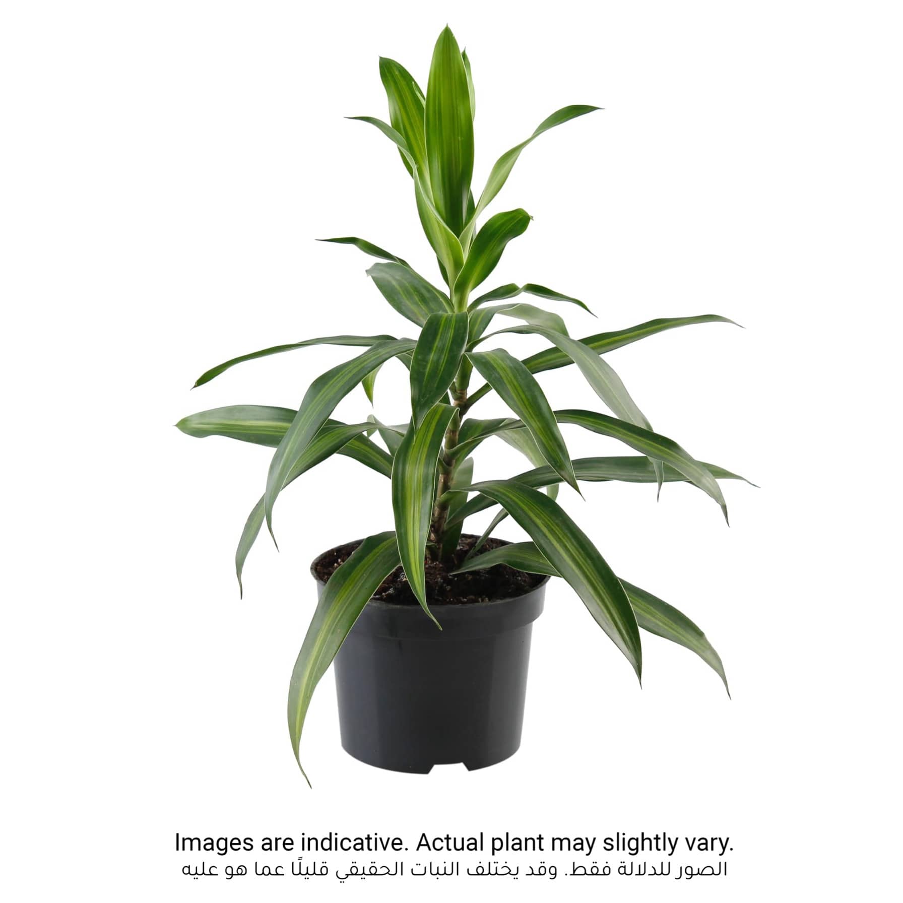 Dracaena Song of Jamaica Plant (8 x 10 x 40 cm)
