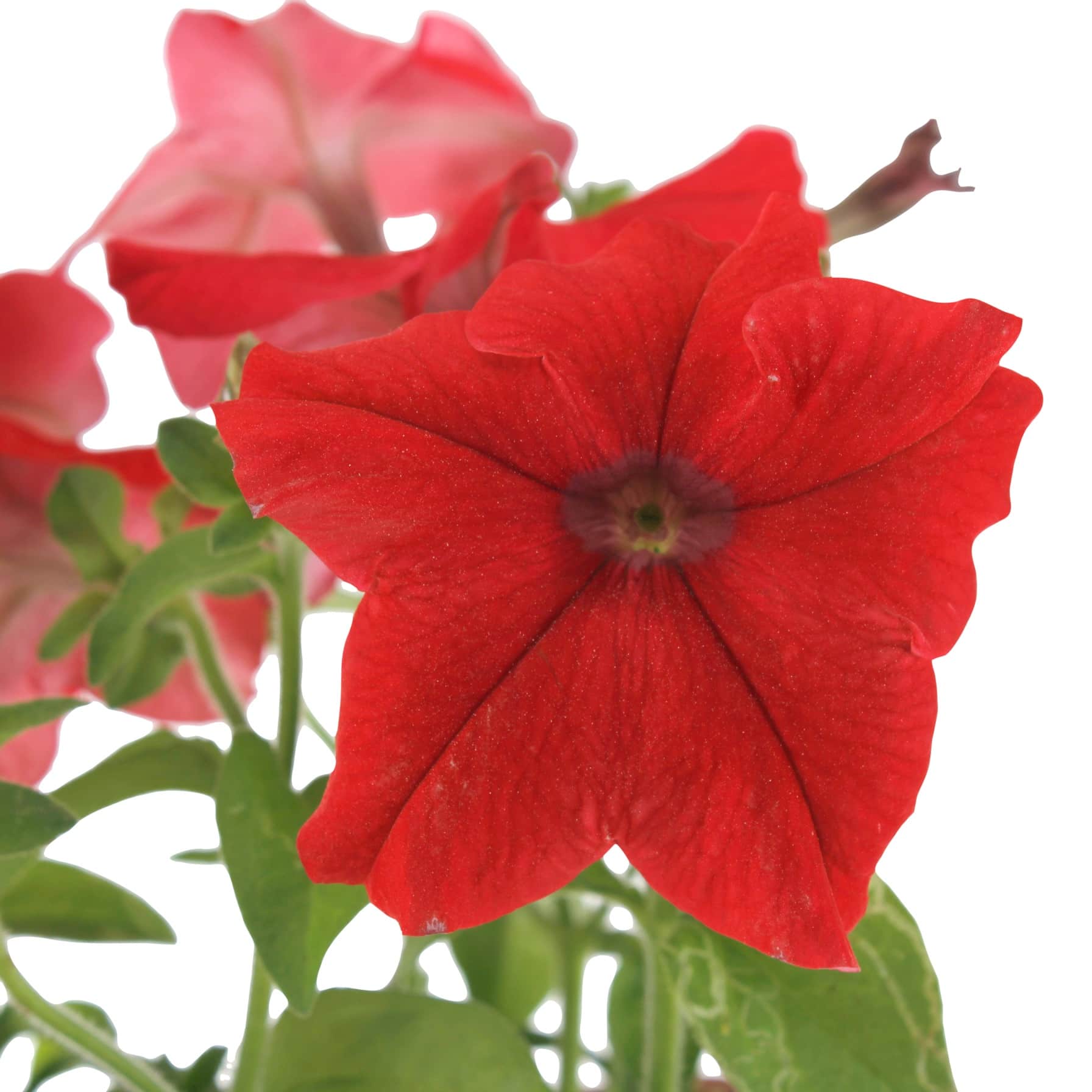 Petunia Red Planter (29 cm) 