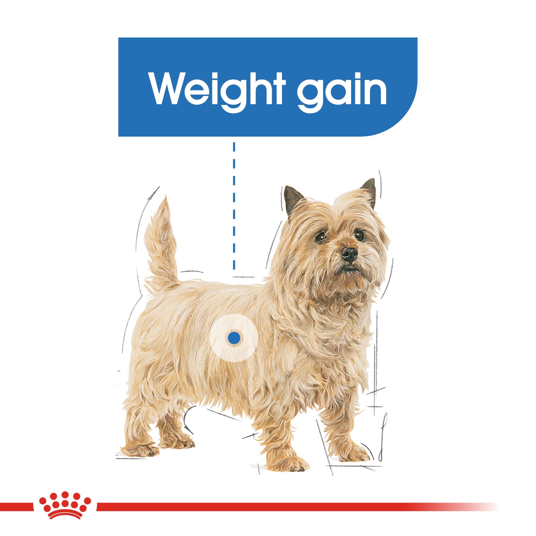 Royal Canin Canine Care Nutrition Light Weight Care Dry Dog Food (Mini Adult Dogs, 3 kg)