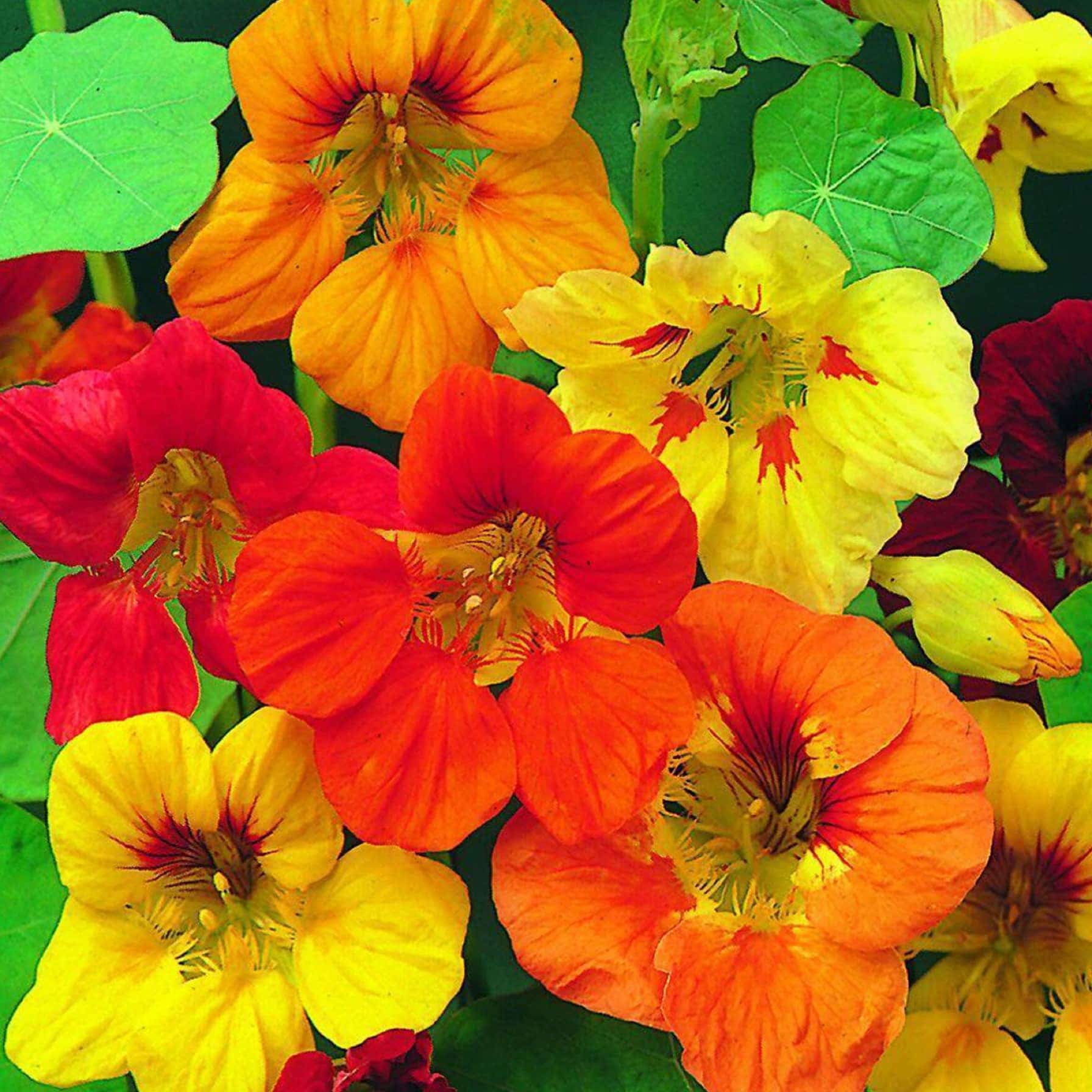 De Ree Nasturtium Tom Thumb Seeds