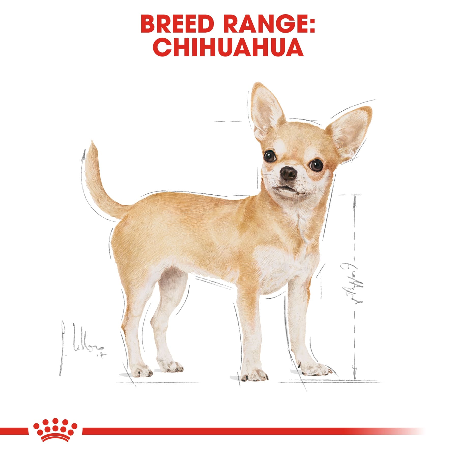 Royal Canin Breed Complete Chihuahua Adult (1.5 kg)