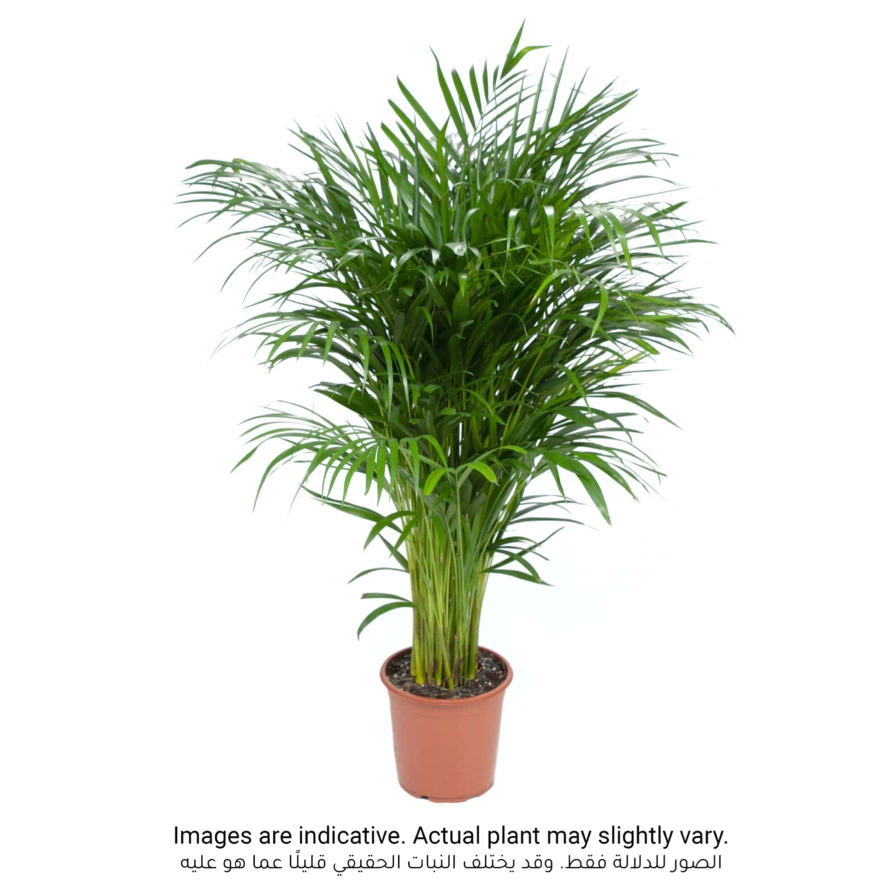 Chamaedorea Indoor Plant (100 cm)