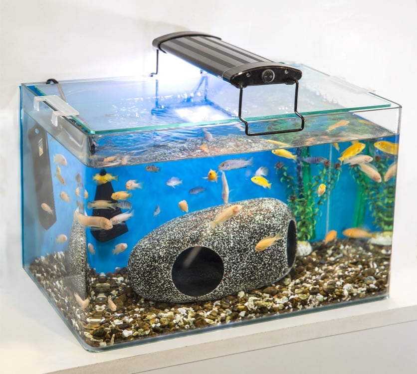 Foshan 5 In 1 Perfect Glass Tank (20 cm)