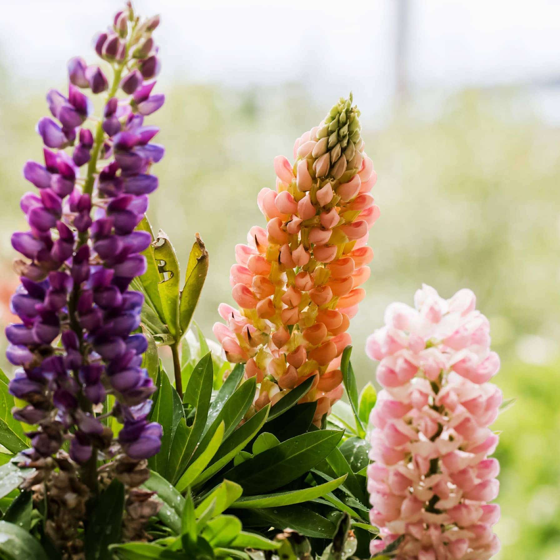 De Ree Lupin Russell Hybrids Seeds