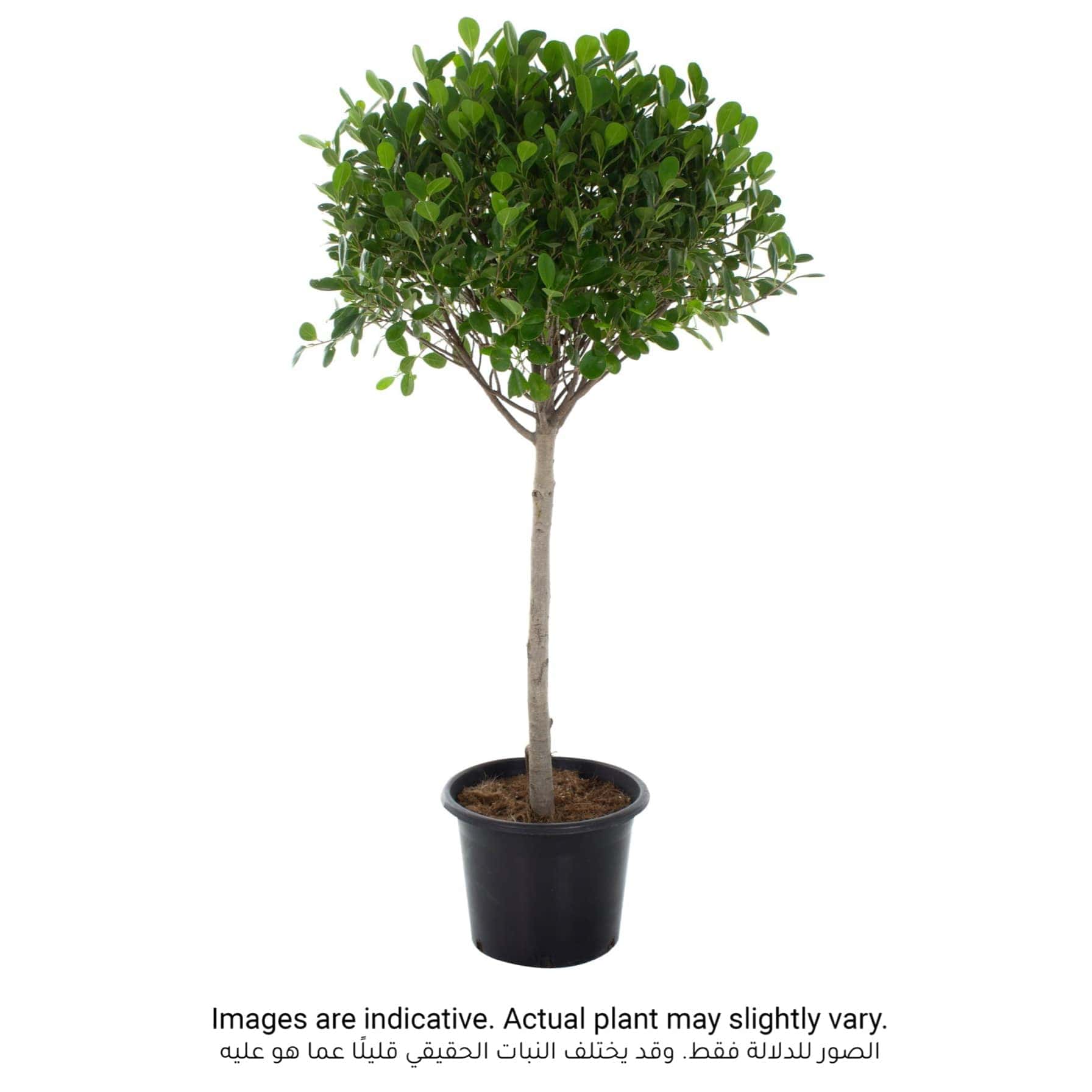 1 Head Ficus Panda Outdoor Plant (27 x 30 x 120 cm)