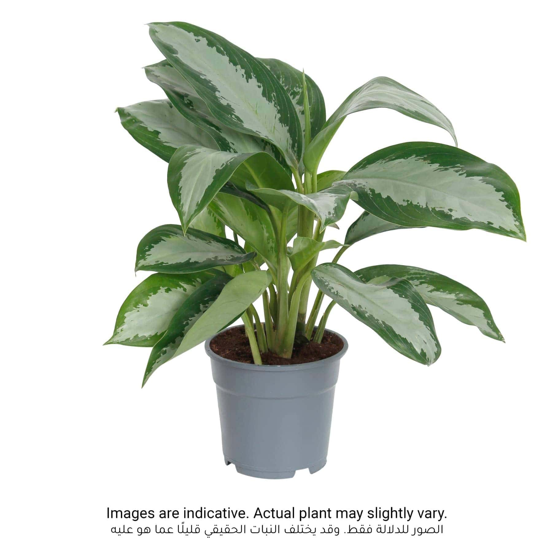 Aglaonema Pattaya Beauty Indoor Plant (50-60 cm)