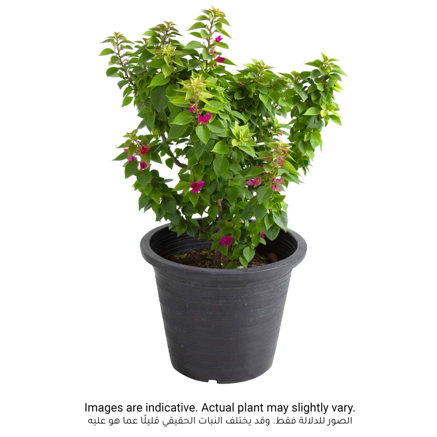 Bougainvillea Pink Pixie Outdoor Plant (10 L)