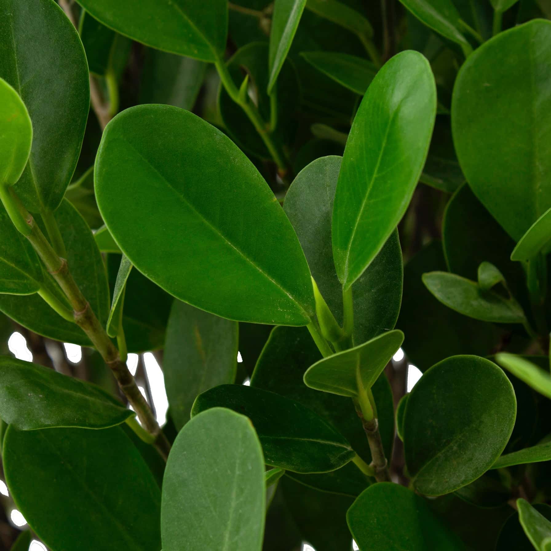 1 Head Ficus Panda Outdoor Plant (27 x 30 x 120 cm)