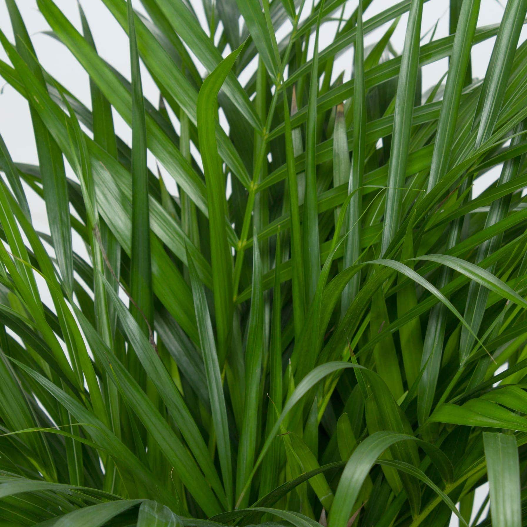 Chamaedorea Indoor Plant (100 cm)