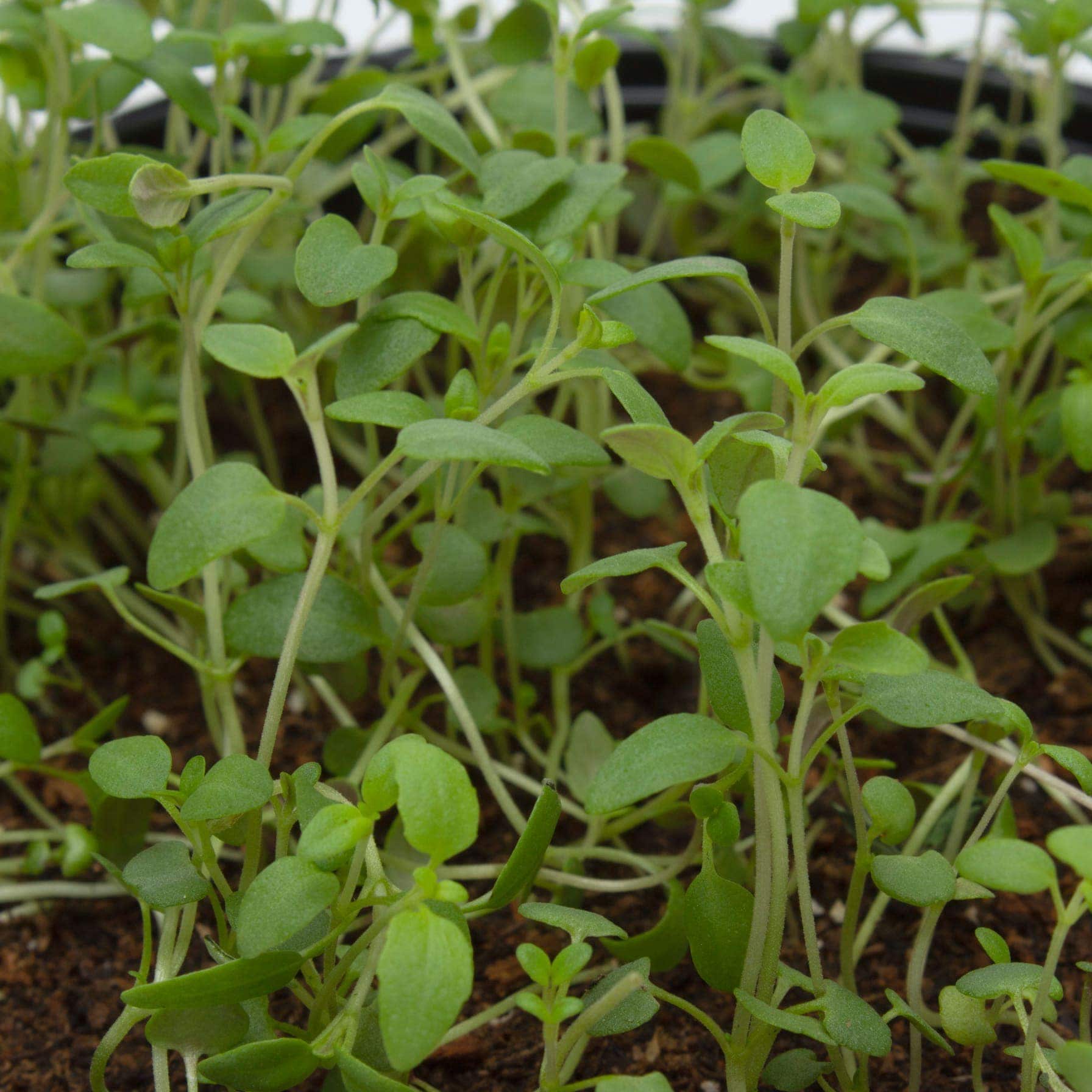 Thyme Outdoor Plant (12 cm)