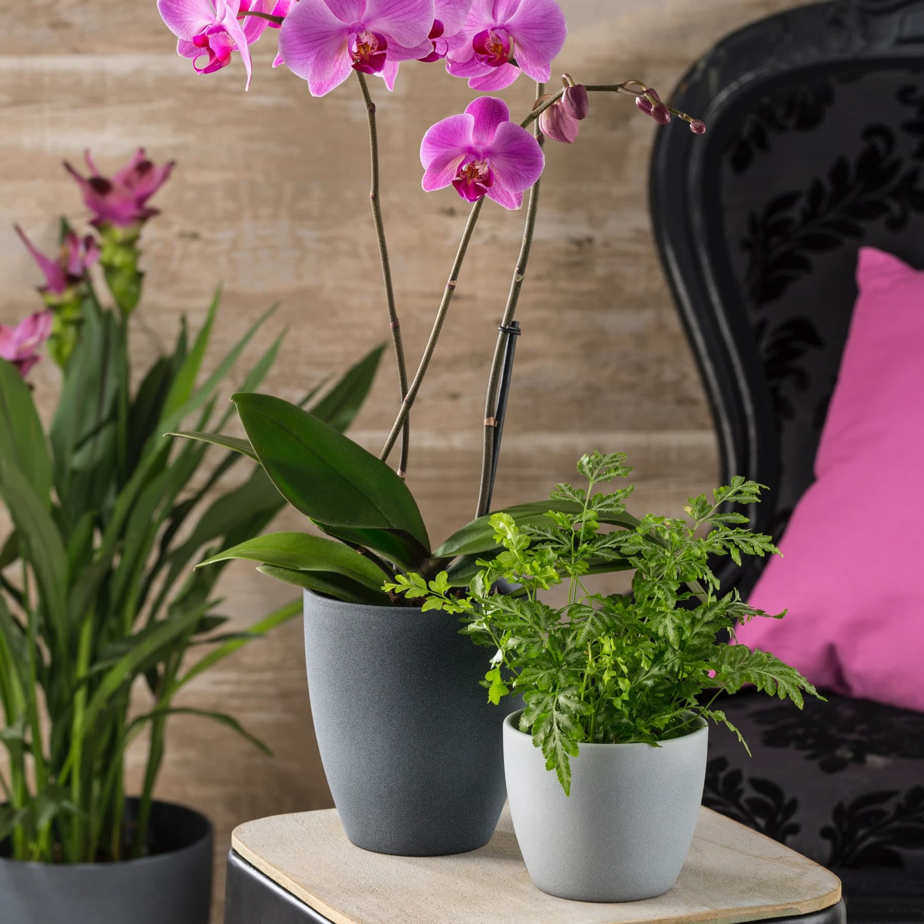 Scheurich Stone Ceramic Plant Cover Pot (16 cm)