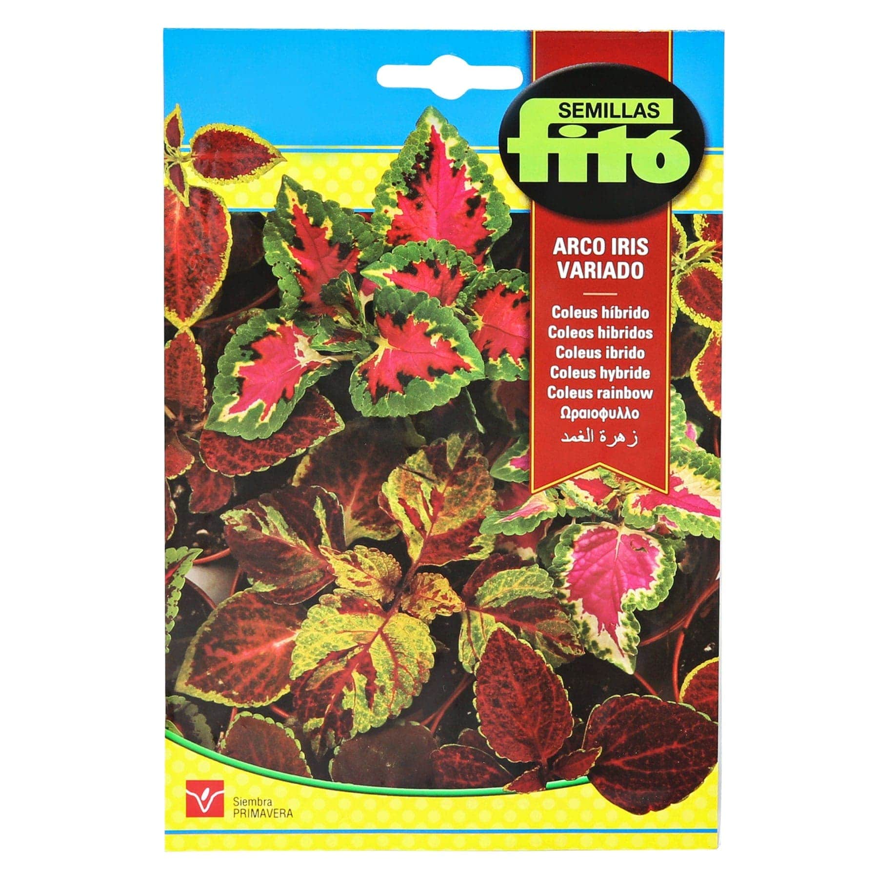 Semillas Fito Coleus Rainbow Mix 