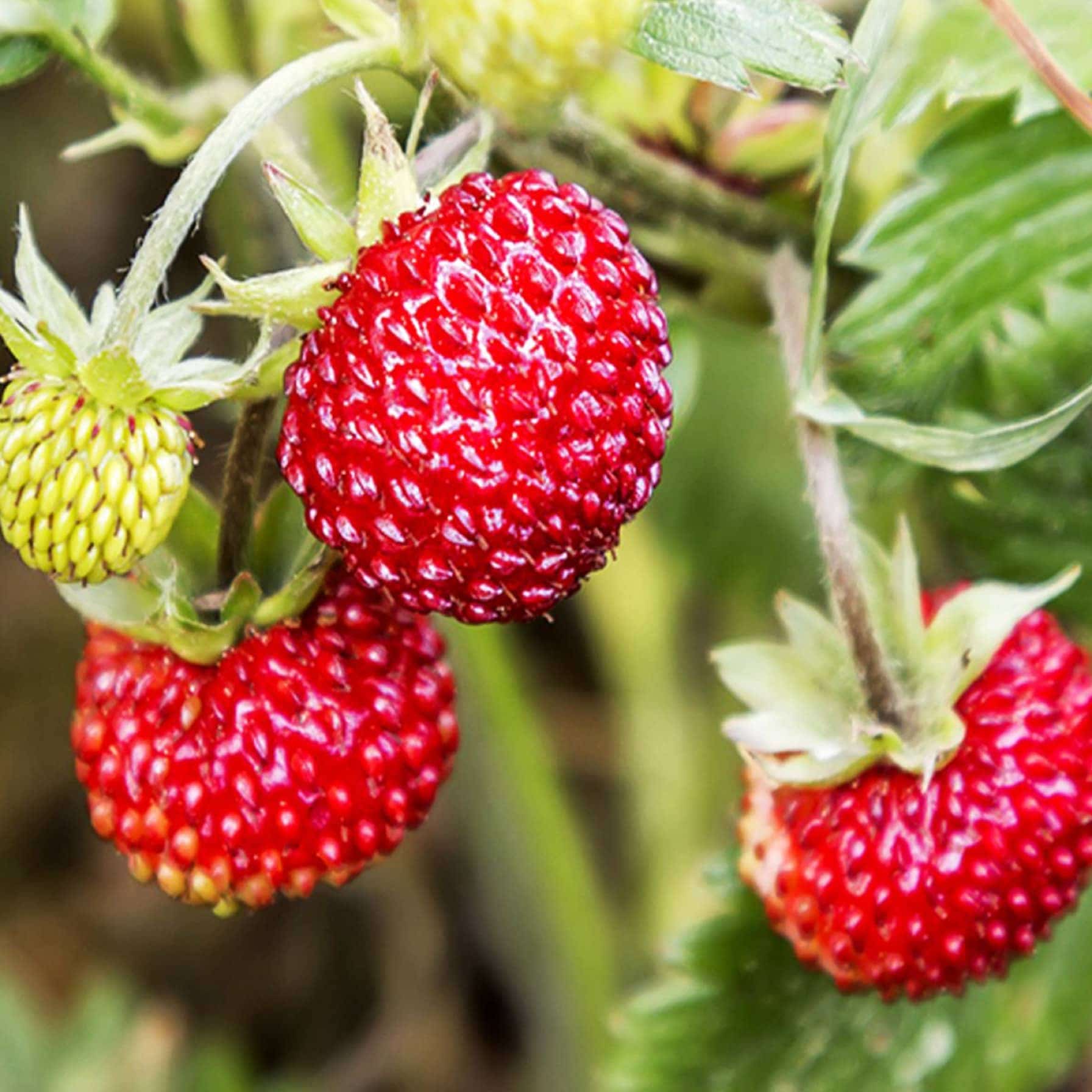 De Ree Alpine Strawberry Seeds