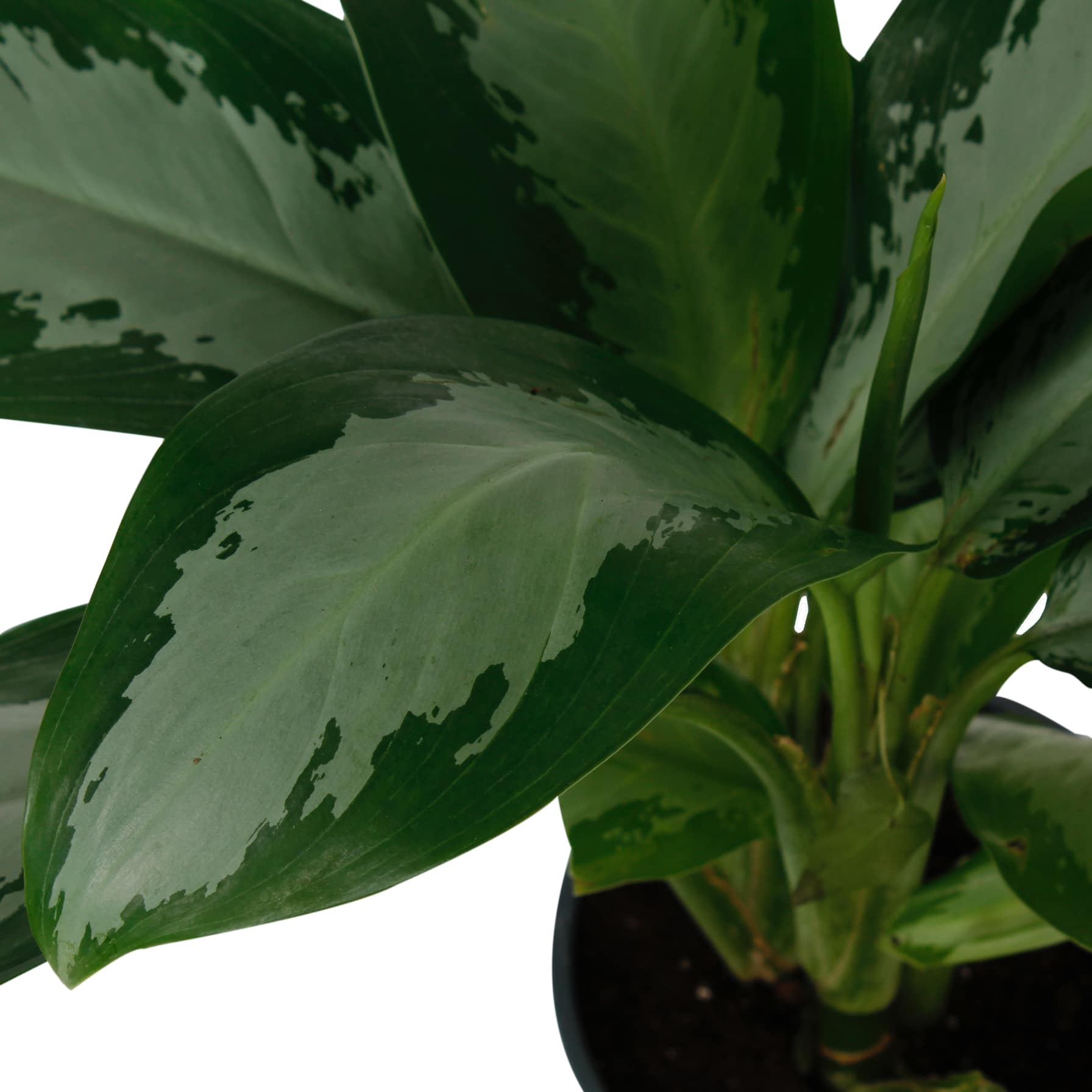 Aglaonema Pattaya Beauty Indoor Plant (50-60 cm)