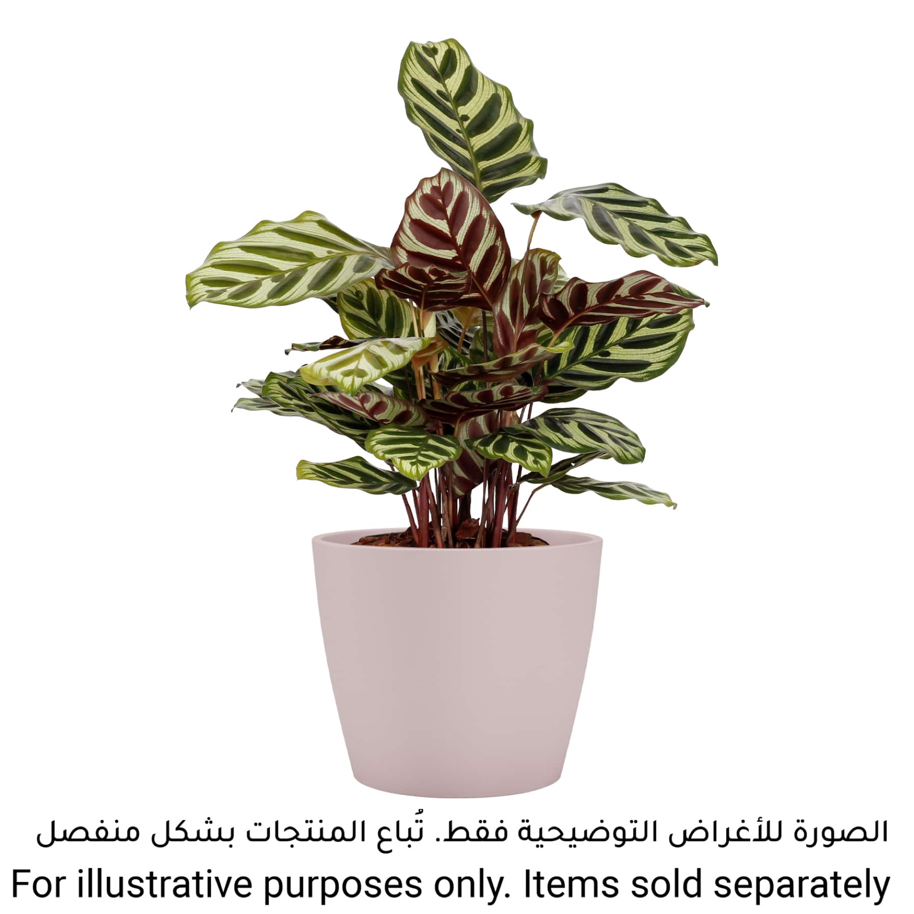 Artevasi Nubia Ceramic Plant Pot (12 cm)