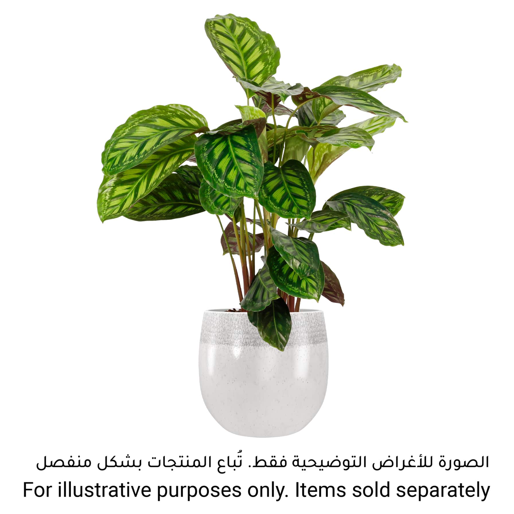 Artevasi Iris Ceramic Plant Pot (33 cm) 