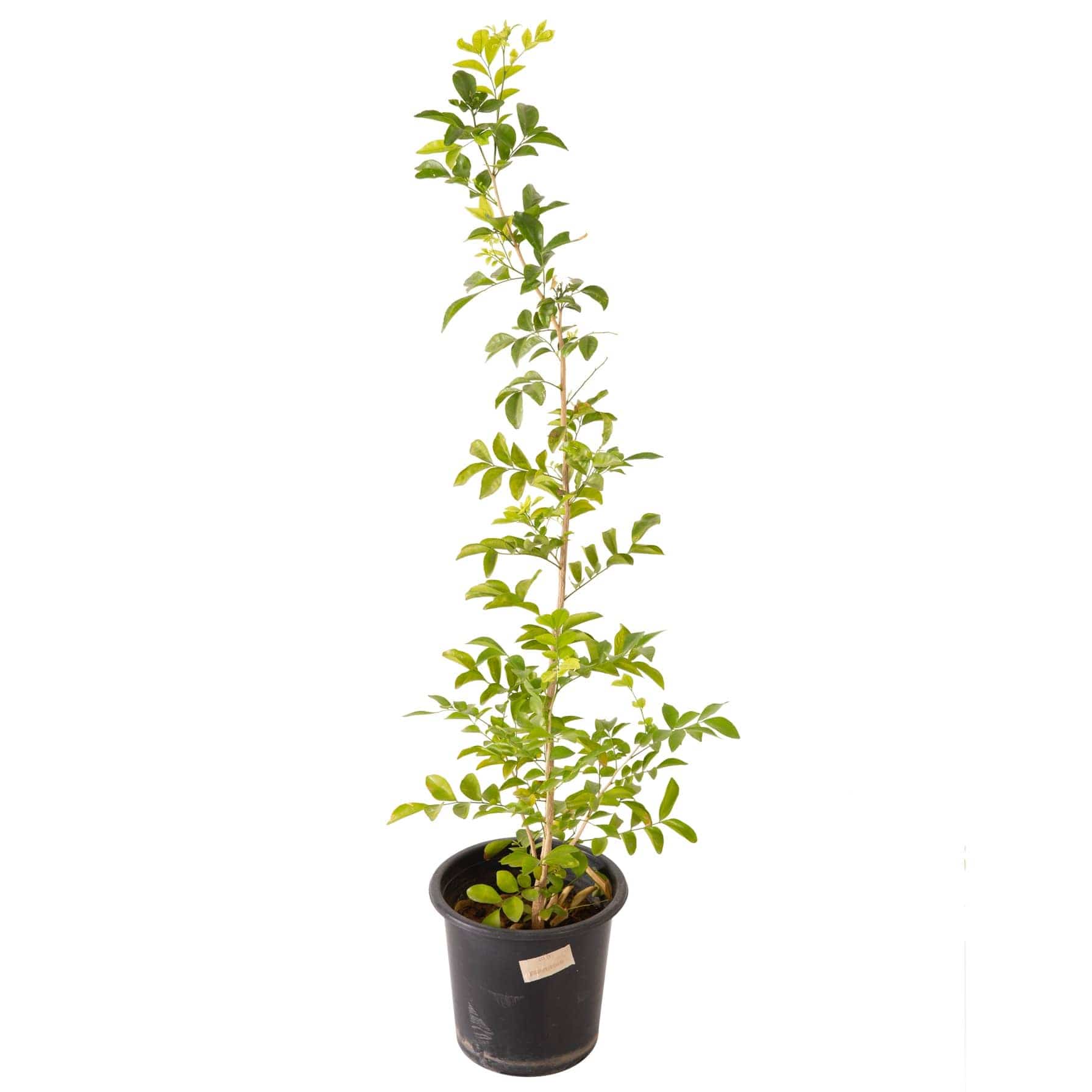 Murraya Paniculata Outdoor Plant (10 L)