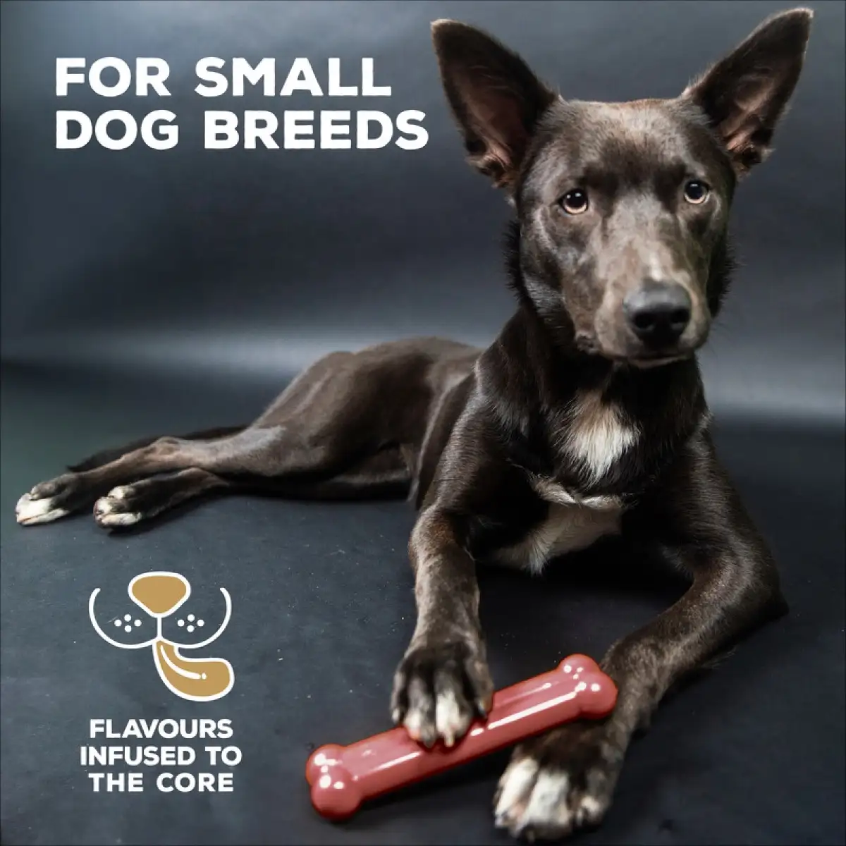 TastyBone Nylon Small Dog Toy Bacon Flavor (15 cm)