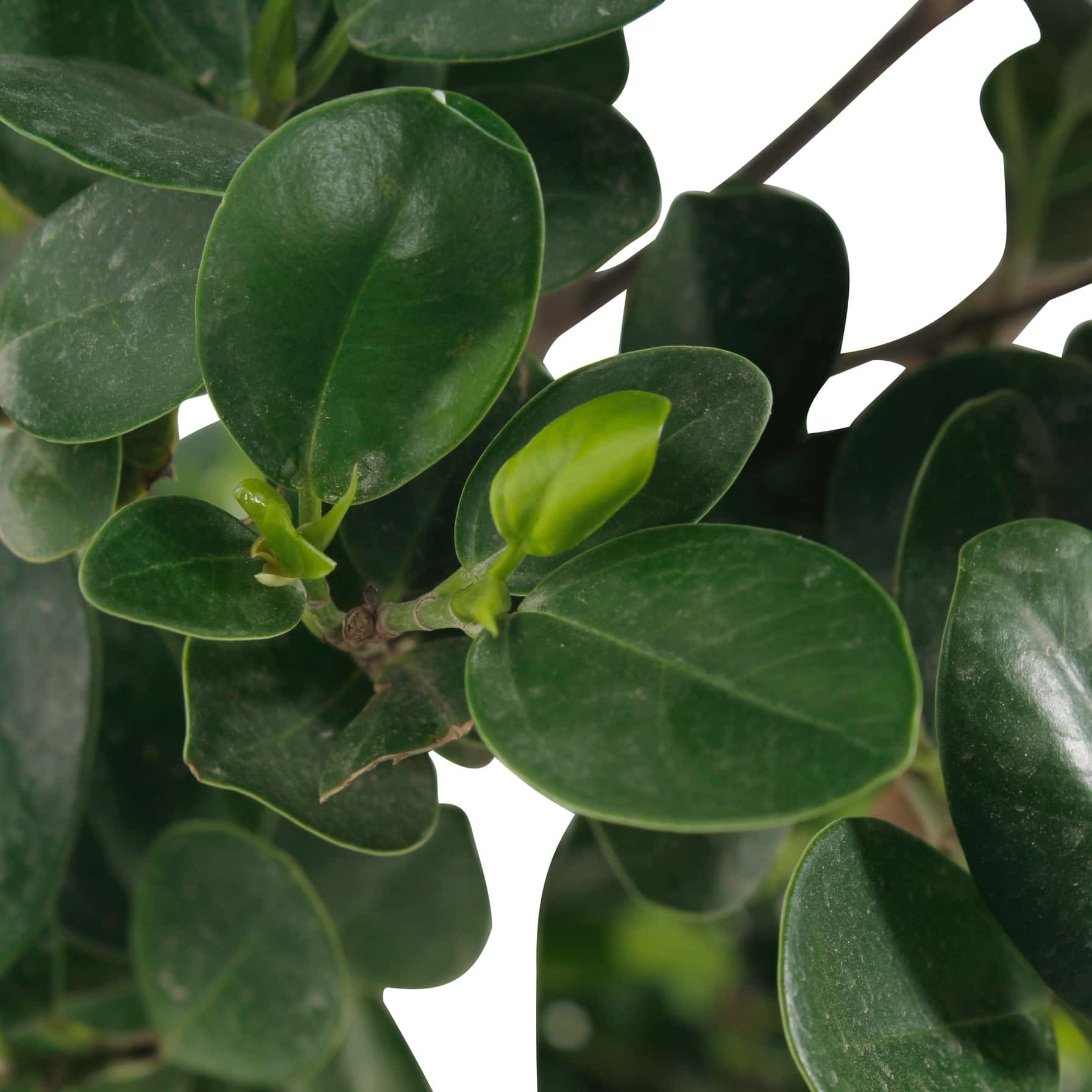 2 Head Ficus Panda Outdoor Plant (35 x 40 x 120 cm)