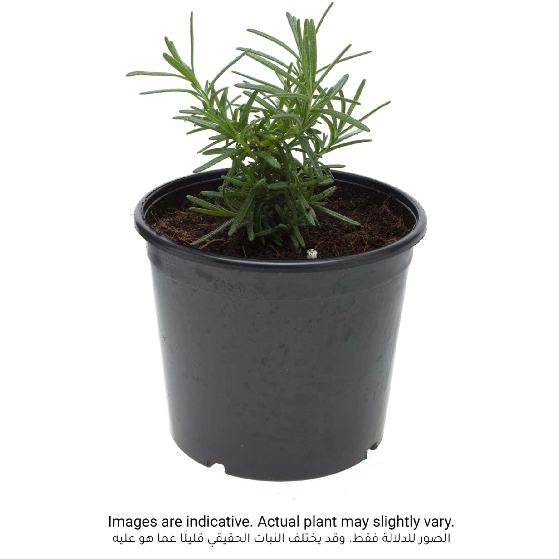 Rosemary Outdoor Plant (13 cm)