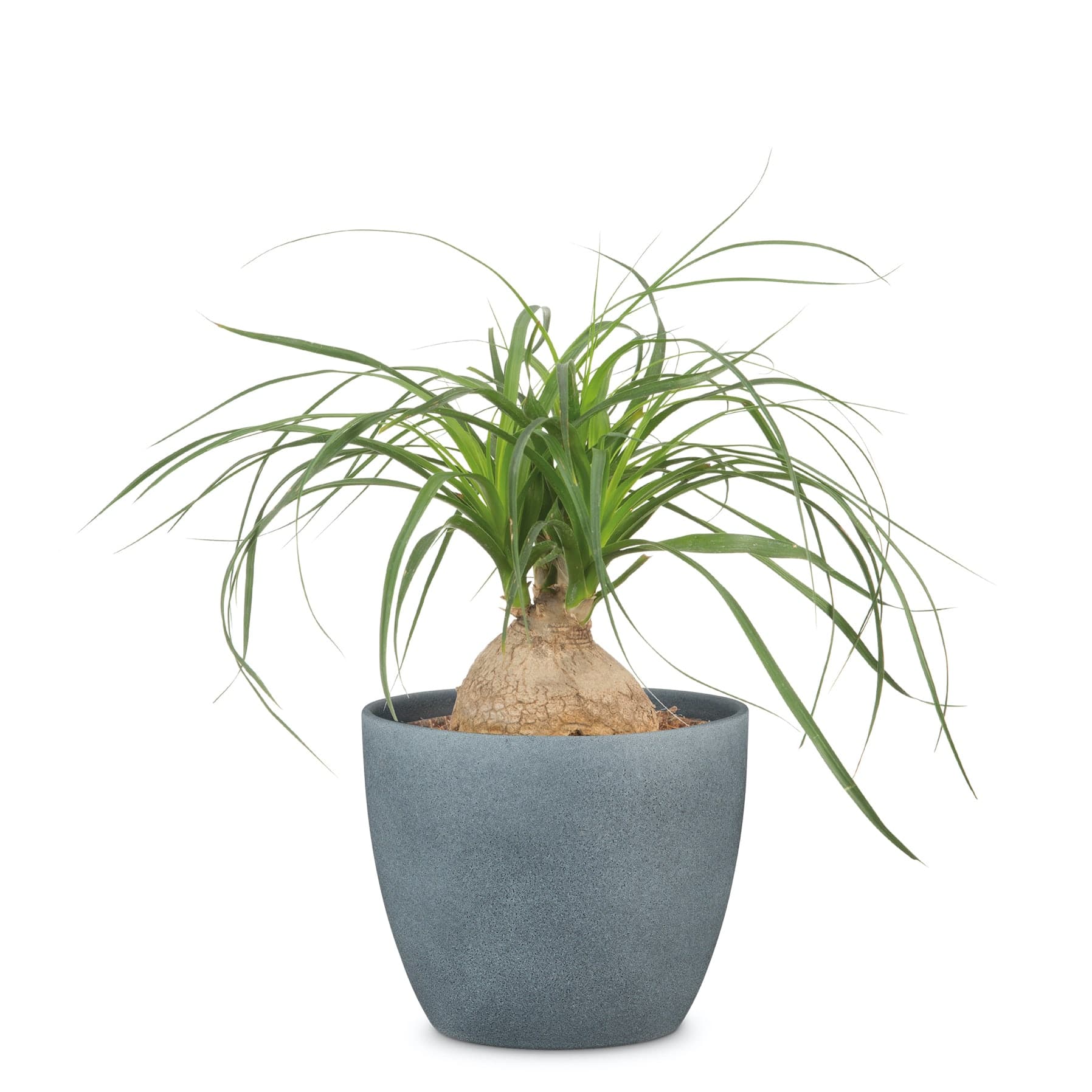 Scheurich Stone Ceramic Plant Cover Pot (19 cm)