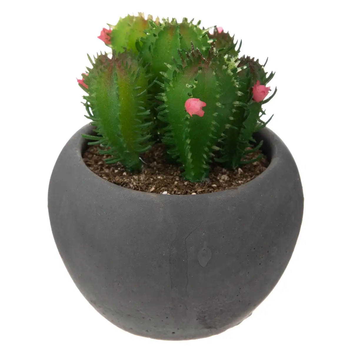 Cactus with Concrete Pot (Assorted Designs, D. 6.5 cm)